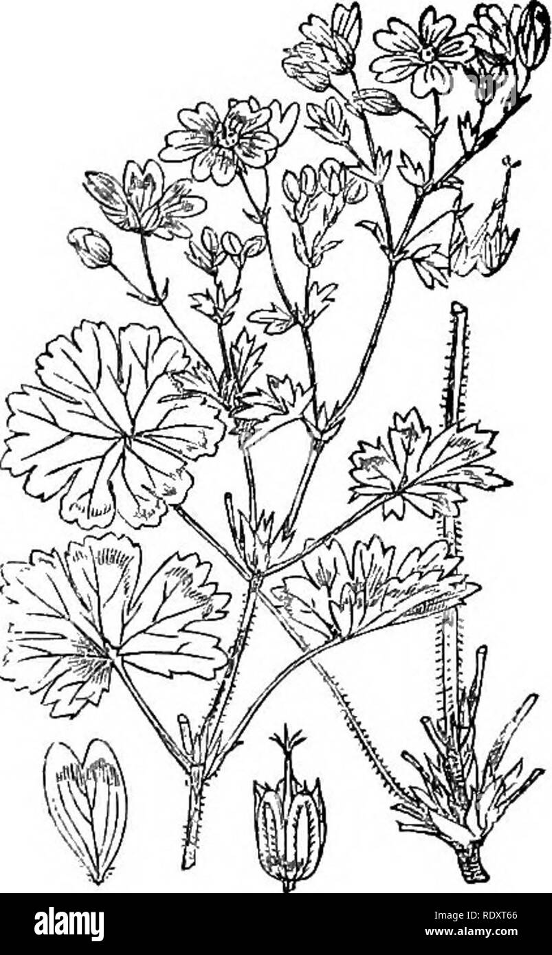 . Illustrations de la flore britannique : une série de gravures sur bois, avec des plantes, des dissections britannique. La botanique, la botanique. 202. Geranium sylvaticum.. 204. Géranium. pyrenaieum. Veuillez noter que ces images sont extraites de la page numérisée des images qui peuvent avoir été retouchées numériquement pour plus de lisibilité - coloration et l'aspect de ces illustrations ne peut pas parfaitement ressembler à l'œuvre originale.. Fitch, W. H. (Walter Hood), 1817-1892 ; Smith, George Worthington, 1835-1917 ; Bentham, George, 1800-1884. Manuel de la flore britannique. Londres, L. Reeve &AMP ; Co. Banque D'Images