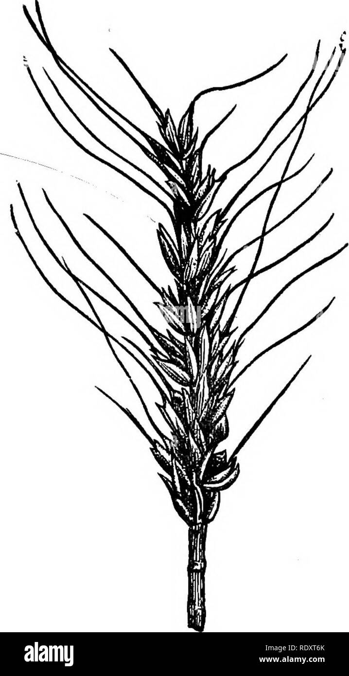 . Un manuel de plantes toxiques, principalement de l'Est de l'Amérique du Nord, avec de brèves notes sur le développement économique et les plantes médicinales, et de nombreuses illustrations. Plantes toxiques. EUTHALLEPHYTA-EUMYCETES-SMUTS 219 M. W. A. Kelty m'informe que l'escarbille renouées {Ustilago utriculosa) produit souvent une grave irritation des mains lorsque le maïs est riz décortiqué. TutETiACBAE, mycélium Schrot gélatinisé devenir dans les tissus ; le promycélium donne lieu au terminal de cluster ou fusible allongées qui sporidies ne fusionnent pas en paires, produisant des sporidies secondaires qui peuvent être semblables ou unlik6, ou la germination sporidies dir Banque D'Images