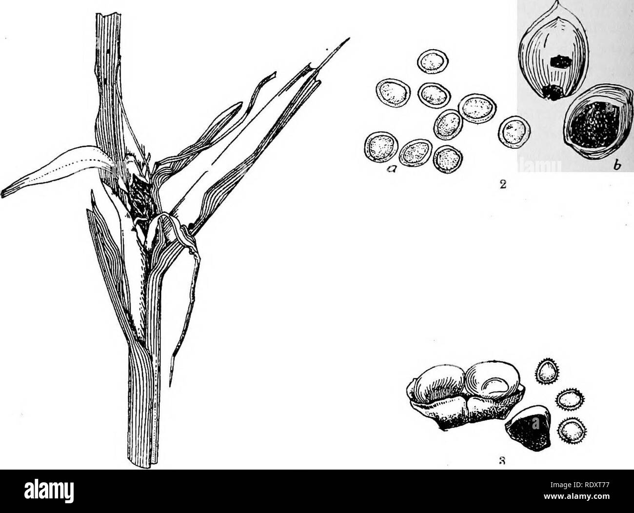 . Un manuel de plantes toxiques, principalement de l'Est de l'Amérique du Nord, avec de brèves notes sur le développement économique et les plantes médicinales, et de nombreuses illustrations. Plantes toxiques. Manuel 2h de plantes toxiques. Fig. 55a. 1. La germination de l'herbe (charbon Ustilago panici-miliacei) montrant les grands de l'enflure dans la partie de la plante. C. M. King. 2. Vollmer - lUstilago charbon Millet). a, b, les spores ; glumes â¢de grains de mil rempli d'un powderjr masse de spores. C. M. King. 3. Grain de maïs ( charbon, Ustilago fischeri) sur le maïs. Spores à droite. Ci-dessous une vue en coupe d'un noyau. Pammel et Roi. Â les bovins. Les expériences Banque D'Images
