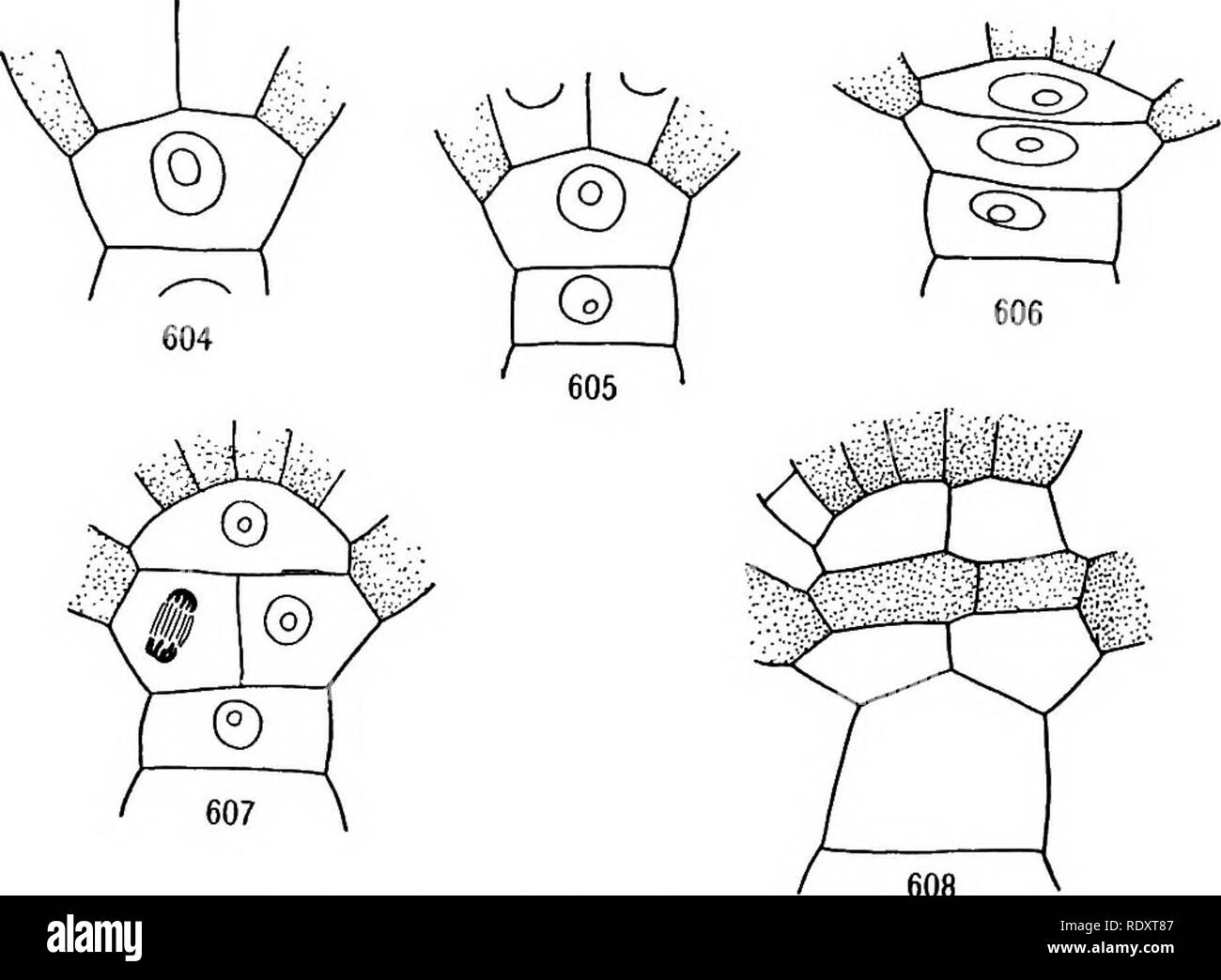 . Un manuel de botanique pour les collèges et universités ... La botanique. SPERMATOPHYTES 273. 608 Figs. 604-608. - L'hypophyse dans Capsella : 604, cellule avec noyau est la cellule du proembryon filamenteux à côté du terminal 1 (qui a formé la plupart de l'embryon) ; 605, division de cette cellule dans l'hypophyse (cellule à côté de l'embryon) et de fin de la cellule (suspenseur c'est cette division qui finalement se différencie du suspenseur et embryons) ; 606, division de l'hypophyse en deux cellules ; 607, division de l'extérieur de la cellule fille de l'hypophyse ; 608, produit final de l'hypophyse (six cellules visibles, en trois Banque D'Images