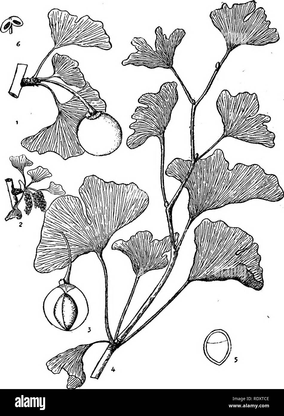 . Arbres économique chinoise. Les arbres. Arbres économique chinoise. Planche 2. Le ginkgo biloba Linnaus 1. Direction générale de la fructification ; 2. Rameau en fleurs ; 3. L'article de fruits, exposant des semences ; 4. Direction générale des stériles ; 5. La Section des semences ; 6. Étamine, élargie.. Veuillez noter que ces images sont extraites de la page numérisée des images qui peuvent avoir été retouchées numériquement pour plus de lisibilité - coloration et l'aspect de ces illustrations ne peut pas parfaitement ressembler à l'œuvre originale.. Chi ?e ?n, Huan-yung, 1895-. [Shanghai] imprimé par la presse commerciale, Ltd Banque D'Images