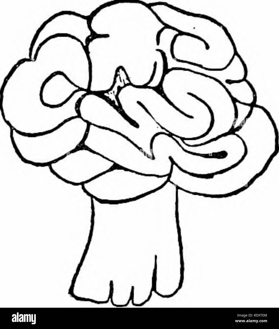 . Le livre de champignons : un guide populaire pour l'identification et l'étude de nos champignons roturier, avec un accent particulier sur la variétés comestibles . Les champignons, les champignons comestibles, de cuisine ; (champignons) ; cbk. Genre Morchella genre Gyromitra le genre Gyromitra contient sept espèces. Ces ont les ascomata distinctement pétiolées, et la surface supérieure couverte d'gyrose se plie. Le plus grand sac de spores de champignons appartiennent à ce genre. Gyromitra esculenta (comestibles) Cap-Bay rouge, rond, lobées, irréguliers, gyrose-froissé, attachés à la tige en plusieurs endroits. Creux, blanc, et inégale à l'intérieur. Des souches creuses, blanchâtre, scur Banque D'Images