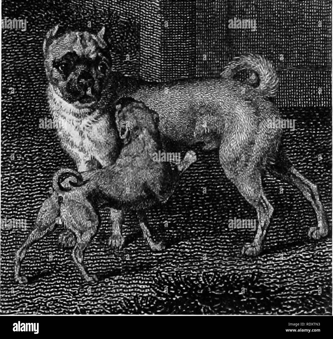 Gravure Ancienne Originale 1853 'Dog Handler' - Chasse, Chiens - Par John Leech