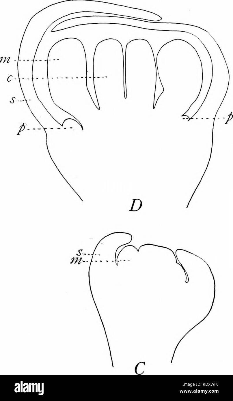 . Morphologie d'angiospermes (morphologie des spermatophytes. Partie II). Les angiospermes ; la morphologie des plantes. Fio. 4.- Capsella bursa-pastoris. Le développement floral : un axe floral, avant apparition d'organes floraux ; B, l'apparence de sépales ; 6', l'apparence d'étamines ; carpelles distingue tout juste ; Z&gt ;, l'apparence de pétales : 5, sépales ; m, les étamines ; c, carpelles ; p, x 130 pétale pétales. succession de certains cycles, suivie d'une succes- sion basipète de celles qui restent. Le cas remarquable de la fleur de l'Primulaceae, noté par Pfeffer,f est aussi familière, dans * Webb, J. E. UN GOUJON morphologiques Banque D'Images