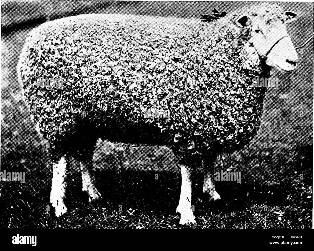 . L'élevage des moutons productifs . Les moutons. La méthode de BAKEWELL 151 premier éleveur de faire usage délibéré de dans-et-dans l'élevage. Au lieu de vendre des béliers à les laisser pour une saison. Cela lui a donné l'occasion d'appeler et utiliser ceux dont la progéniture favorablement impressionnés lui. Dans ses mains le vieux mouton de Leicester a été changé pour un large soutien, à chair épaisse, facile d'allaitement, race et à maturation précoce avec beaucoup moins de déchets dans la vinaigrette et plus de qualité dans leur mouton. Mais à obtenir ces choses qu'il est dit qu'il avait perdu une partie de la con-. FiG, 101.-Anglais Leicester ram. Premier prix R.A.S.E., 1904, produites par E. F Banque D'Images