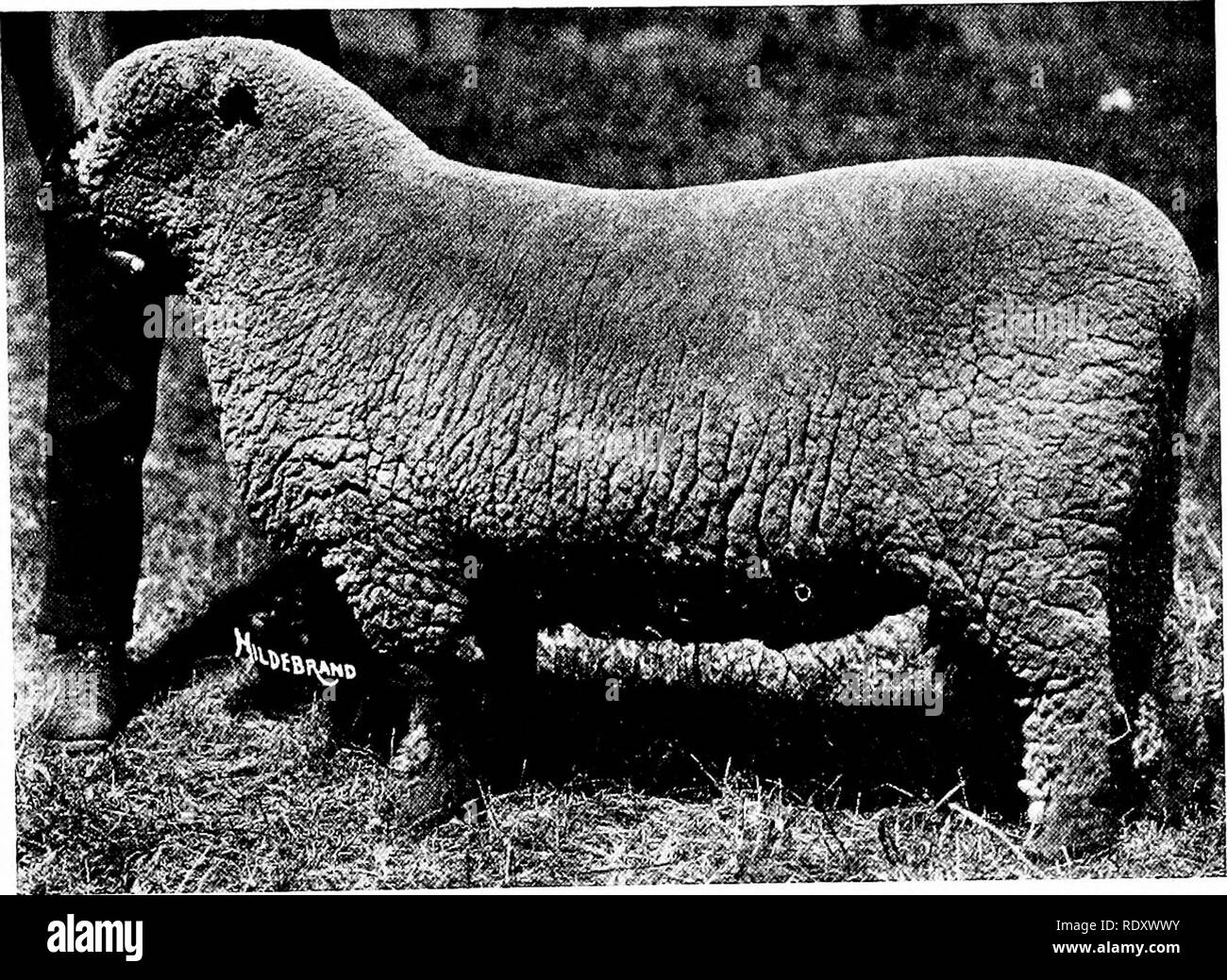 . L'élevage des moutons productifs . Les moutons. Méthode de développement 111 l'uniformité de caractère et la perfection de la forme sont le résultat de la sélection à partir de la maison, les moutons du meilleur type. Parlant d'expérience personnelle très loin dans le siècle dernier, je suis en mesure d'affirmer qu'aucun de ceux qui ont obtenu un succès en tant que source ou d'un exposant a dévié d'une ligne de reproduction pure depuis 60 ou 70 ans" (Fig. 68). Il semble y avoir une prépondérance de preuve, cependant, que le croisement a été pratiqué avant et pendant l'époque la race est entrée en existence. Wilson, Plymley, T Banque D'Images