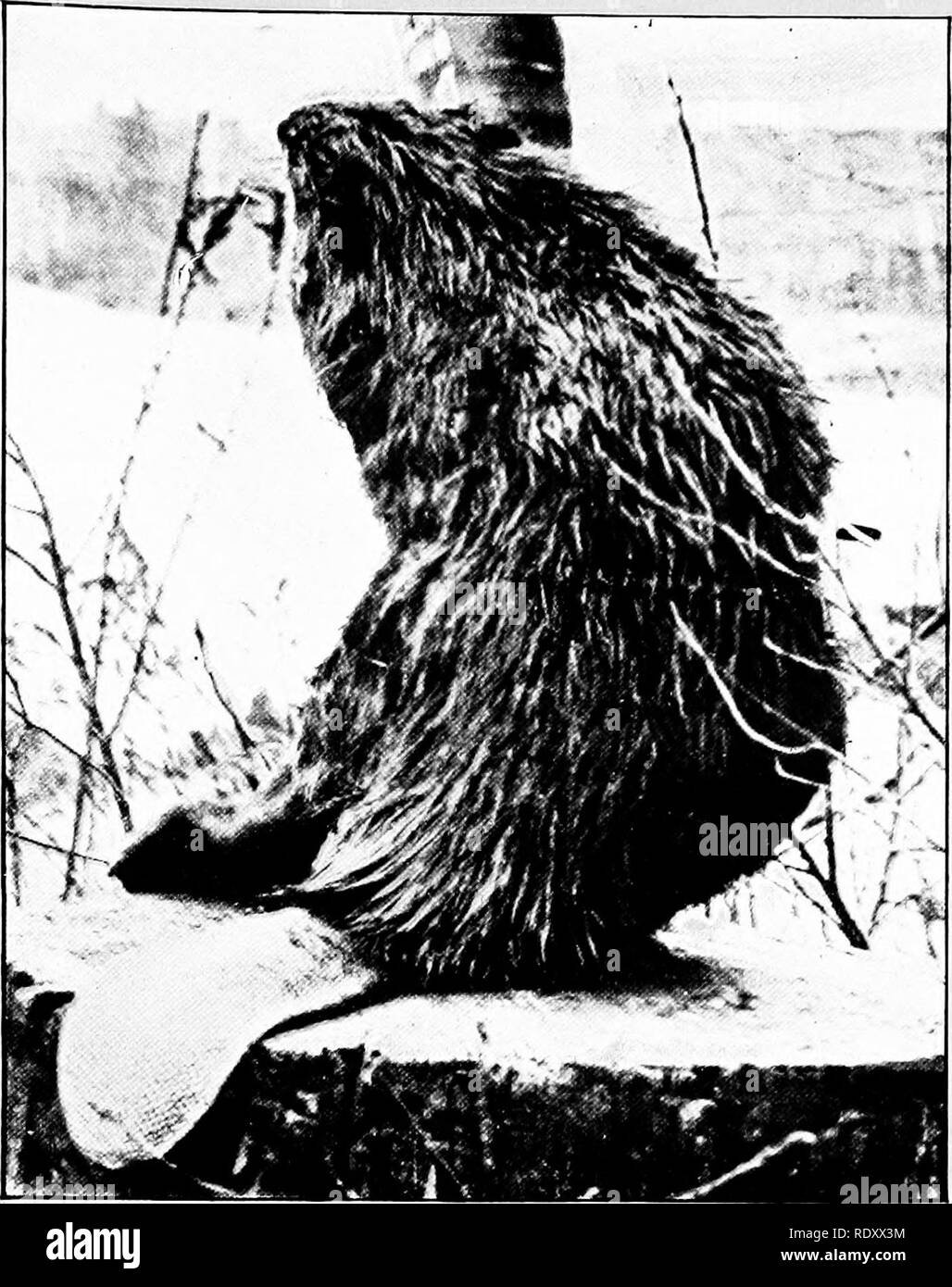 . L'élevage des fourrures au Canada. Animaux à fourrure ; l'élevage des animaux à fourrure. Le castor. Veuillez noter que ces images sont extraites de la page numérisée des images qui peuvent avoir été retouchées numériquement pour plus de lisibilité - coloration et l'aspect de ces illustrations ne peut pas parfaitement ressembler à l'œuvre originale.. Le Canada. Commission de la conservation. Commission de la pêche, du gibier et des animaux à fourrure ; Jones, John Walter, 1878-. Ottawa : Mortimer Banque D'Images