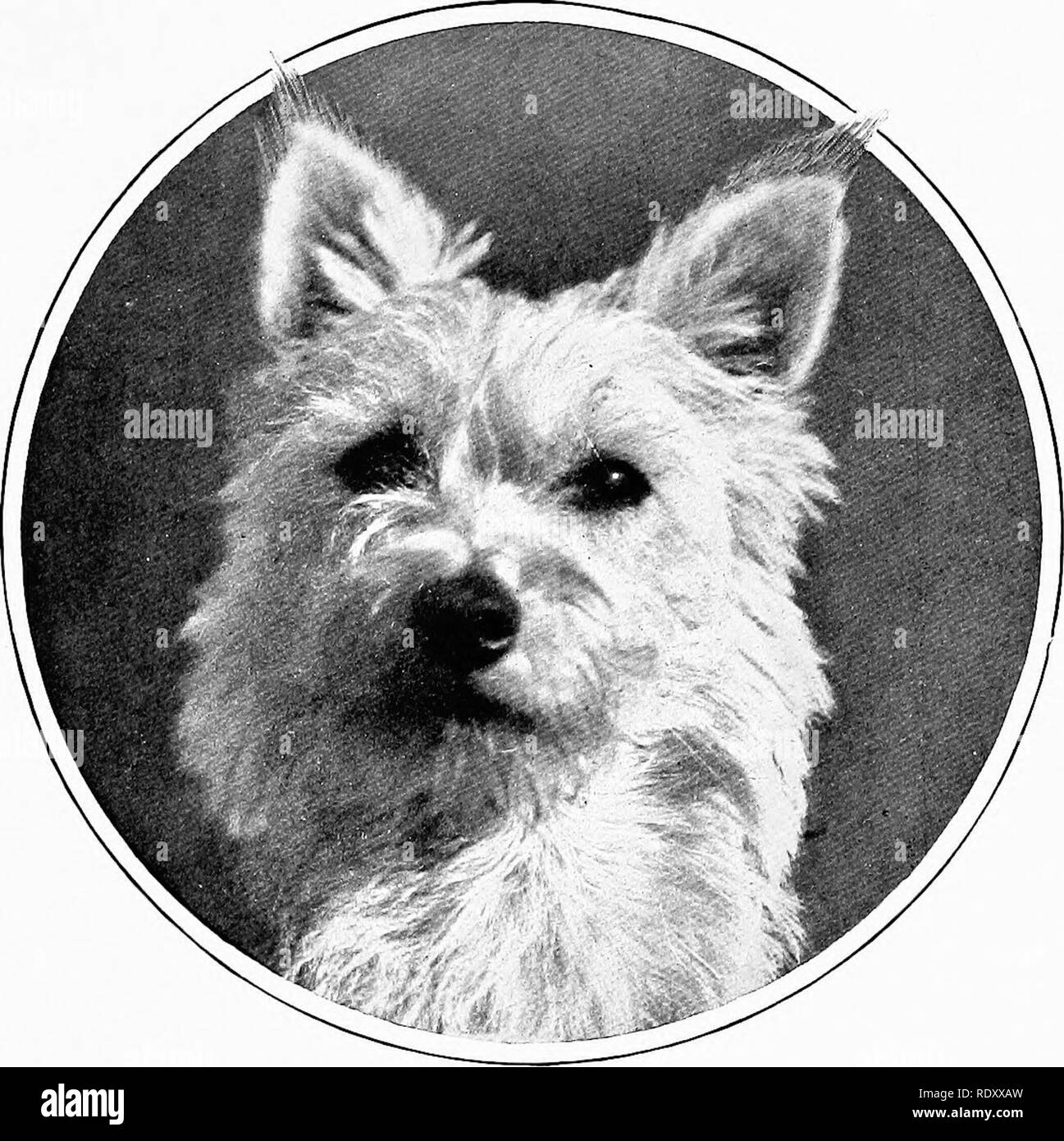 . Le nouveau livre du chien ; une histoire naturelle de la les chiens et leurs parents à l'étranger, avec des chapitres sur le droit, la reproduction, l'élevage, de gestion et de traitement vétérinaire. Les chiens. Le West Highland White Terrier. Terrier 395 qui, à l'heure actuelle, le règlement de 1879, les dates de repos comme sliow chien. Tlierefore J'espère sincèrement qu'aucun fancj^ vont se poser à propos de ces chiens whicli les rendront moins robustes, moins sage, moins com- panionable, moins active, moins ou combattants désespérés que tliey souterrain sont à l'heure actuelle. A 3'oung chien que j'ai ga^'e à un keeper a obtenu son stomacli à ouvrir, dans un combat. Il est venu Banque D'Images