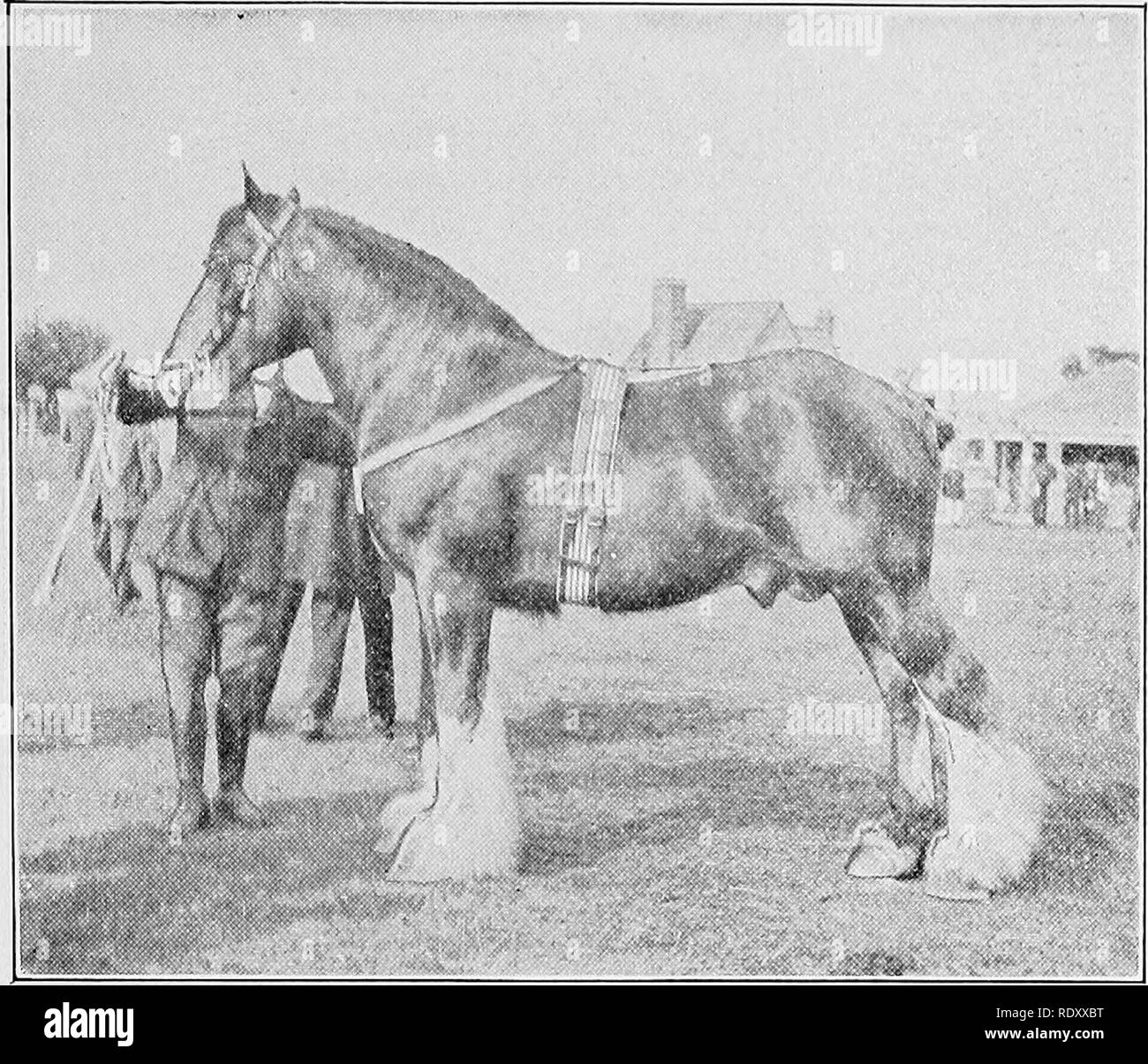 Shires pratique Cintre
