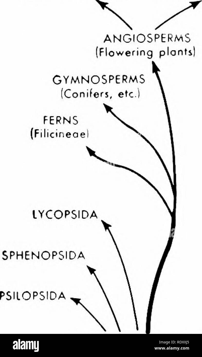 . Principes de la biologie moderne. La biologie. 566 - L'hérédité et de l'évolution VÉGÉTALES DICOTYLEDONEAE MONOCOTYLEDONEAE. Plantes vasculaires primitives [Eorly Tracheophytes) algue brune (Phaeophyto IRhodophyta Algues Algues rouge flamme (Pyrrophyt GOLDEN BROWN (ALG Chrysophyta (EUGIENOPHYTA Cyartophyla ALGAi BLEU VERT PLUS FUNG (Eumycophyta ! Acrasiales [MyxOTiycophyt SchizomycophyfaJ (bactéries modernes. Veuillez noter que ces images sont extraites de la page numérisée des images qui peuvent avoir été retouchées numériquement pour plus de lisibilité - coloration et l'aspect de ces illustrations ne peut pas parfaitement ressembler au Banque D'Images