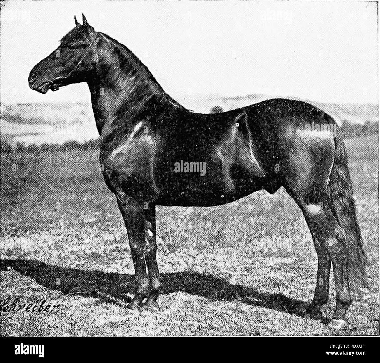 . Élevage de chevaux productifs. Les chevaux, les chevaux. 125 races américaines, le wliieli iaiis prestige la ]Ioro-aiis avaient apprécié comme je l'OAD-chevaux a été brisée. Morgan mares ont été accouplées witli fils et petits-fils d'ITaml lctonian), et plus tard celles d'Denniai sncli'k, à un point tel que depuis des années la race, dans sa version originale [ini'ily et l'AIPT, lias été menacées d'extinction. À cette ^-vre de fad, ll(l^^'('o•attribnied r, peut être, dans certains ])Ar1, au moins, mérite qu'^ a l&155;un attaini»(l dans la StaH(hirdl)r('(l) et l'American 8a(Imi hlle-se. Une étude (si le liloiid d'un grand nombre de lignes de la mos Banque D'Images
