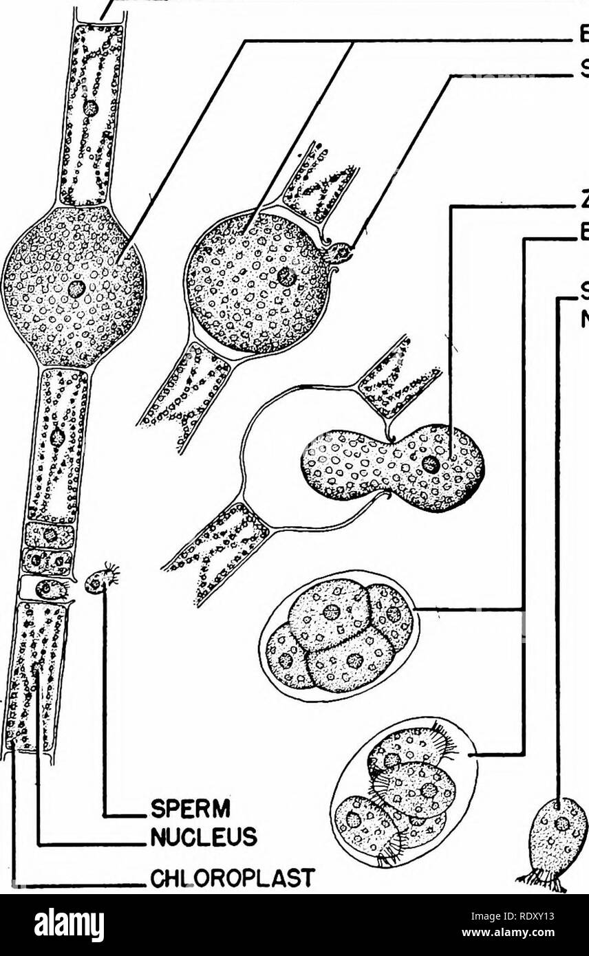 . Principes de la biologie moderne. La biologie. La reproduction de plantes multicellulaires - 209 Le Filiceneae (chapitre 13). La fili- ceneae, ou de fougères, sont tous assez bien adapté à l'état des terres. Tous ont vraie racine-tige-feuille, équipés de systèmes bien développés, vas- culière (distribution) les tissus (voir plus loin). De plus, l'filicenes ont régulièrement l'alternance de générations, mais le sporophyte est domi- nant par rapport au gamétophyte. Le gamétophyte et sporophyte se développer indépendam- dently holophytic dans la manière. Les Gymnospermes et Angiospermes (plantes à graines, chapitre 31). La semence- bear Banque D'Images