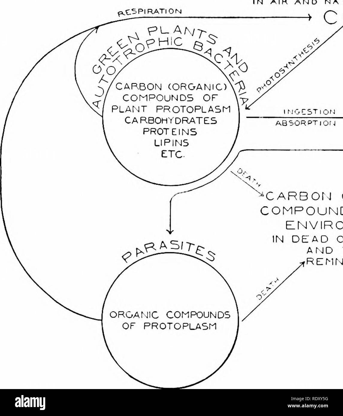 . Principes de la biologie moderne. La biologie. 184 - LA CELLULE DE DIOXYDE N AIR ET SPlRATlON. CO, R ES PI RAT I O M CARBONE MIMA (biologique) COMPOSÉS DANS L'ENVIRONNEMENT EN ORGANISMES MORTS ET LEURS DÉBRIS. Veuillez noter que ces images sont extraites de la page numérisée des images qui peuvent avoir été retouchées numériquement pour plus de lisibilité - coloration et l'aspect de ces illustrations ne peut pas parfaitement ressembler à l'œuvre originale.. Marsland, Douglas, 1899-. New York, Holt, Rinehart and Winston Banque D'Images