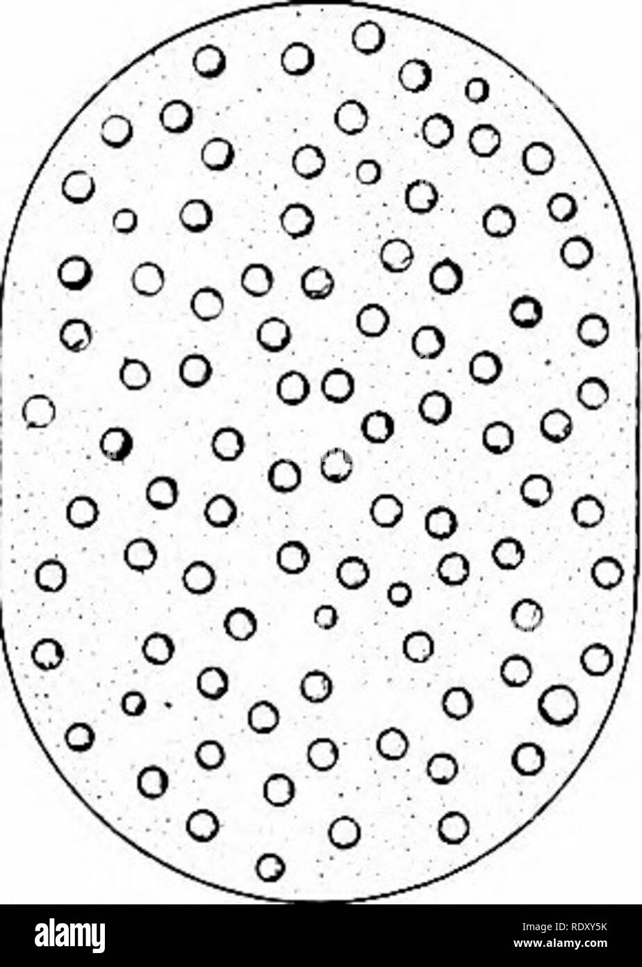 . Principes de la biologie moderne. La biologie. D'autres modes de nutrition ; Conservation des éléments de nourriture - 181 La conversion de l'azote (N2) dans les composantes de leur protoplasme. Ce genre de nu- nitrate (-N) sous forme d'azote, et ce, dans le métabolisme trition qui est soutenu par la fixation de l'azote est un processus difficile. Onu-énergie dérivée de l'oxydation inorganique, est comme la plupart des réactions d'oxydation, la fixation d'azote reqtiires l'absorption d'envisager l'énergie-. En tant que source de cette énergie, les bactéries fixatrices d'azote sont dépendants de glucose (ou d'autres glucides) fournis par Banque D'Images