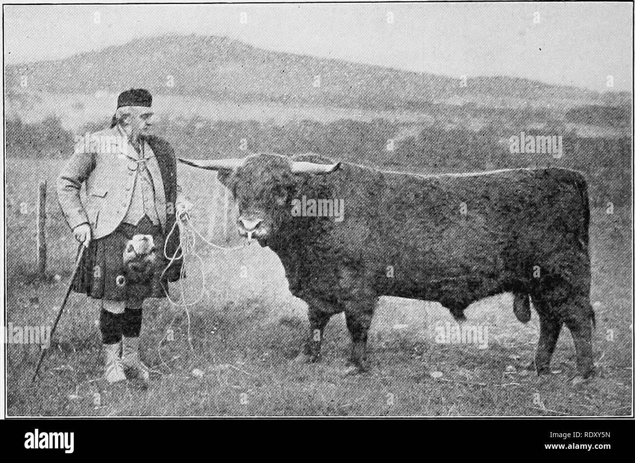 . Types et races d'animaux de ferme. Le bétail. 314 La traite des bovins qualités du West Highland ne sont pas importants, pour les vaches sont traites habituellement par les veaux uniquement. Le lait, cependant, est riche en qualité. Ou croisés Highland cattle grade sont les mieux adaptés pour condi- tions où la nourriture est rare et les hivers rugueux. Highland bulls sur les vaches à l'Ouest fournira hardy stock, mais il est peu probable qu'il rencontrera un accueil favorable de la part des acheteurs, par rapport à l'heure actuelle très acceptable, Angus, Hereford ou. Fig. 132. Ceathernach Buidhe (719), premier prix m'est taureau Highland Banque D'Images