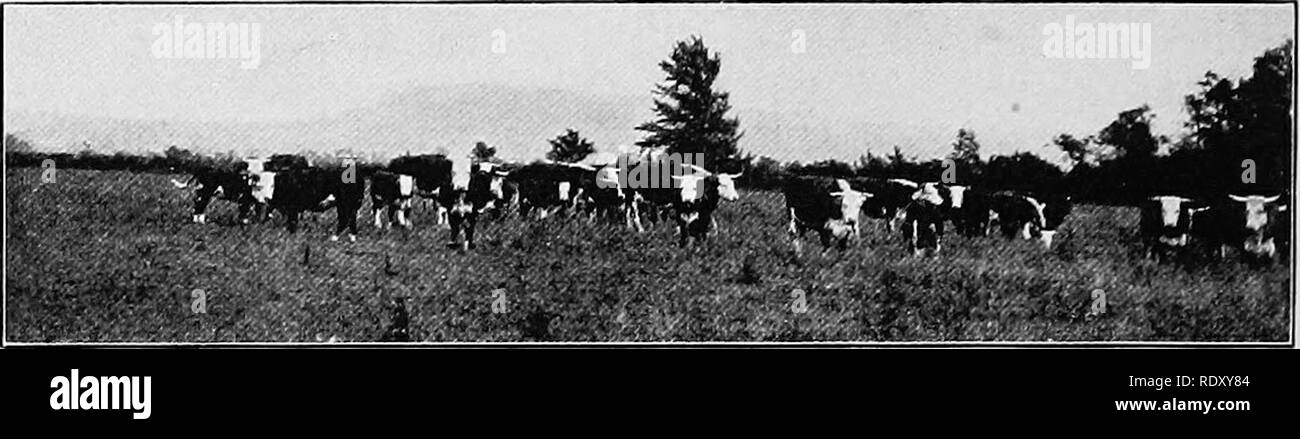 . Types et races d'animaux de ferme. Le bétail. 2/8 valeurs Bétail sur tous les cours de l'action a été estimé. En deux pour les ventes qui ont eu lieu en Iowa au début de février, 230 630 037 $ la tête. À la troisième vente annuelle de l'American interrogées Hereford Association d'éleveurs à Des Moines, en 1918, seize taureaux ont atteint en moyenne 1419, et vingt-six vaches ^1114.50, la moyenne générale étant de $1230. Haut bull. Fig. -116. Un pâturage vue dans le Herefordshire. À partir de la photo de l'auteur a été interrogé à répétition 10646 2d, un petit-fils du répéteur 289598 sur sire's et du côté du barrage de $4000. Huit tête réussi le^2000 ; Mark. À la quatrième vente Banque D'Images