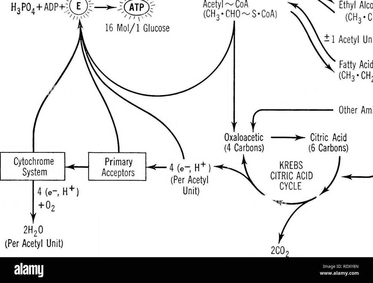 . Principes de la biologie moderne. La biologie. Certains acides aminés (±1^ (voir Fig. 8-13), d'amination de la désamination de l'acide lactique, ±2 (e- H +) (CH3-CH0H-C00H) Alcool éthylique + C02 •CH2-0H) Unité d'acétyle Acides gras (CH3-CH2-COOH) autres acides aminés ( : (par unité d'acétyle) (par unité d'acétyle). Veuillez noter que ces images sont extraites de la page numérisée des images qui peuvent avoir été retouchées numériquement pour plus de lisibilité - coloration et l'aspect de ces illustrations ne peut pas parfaitement ressembler à l'œuvre originale.. Marsland, Douglas, 1899-. New York, Holt, Rinehart and Winston Banque D'Images