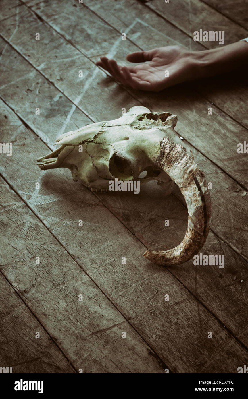 Crâne de chèvre et la main de femme sur le plancher Banque D'Images
