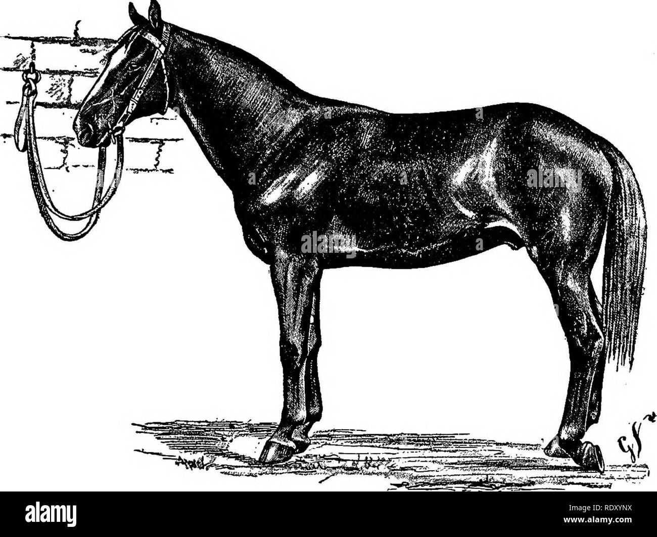 . Un traité de thérapeutique chirurgicale des animaux domestiques. Chirurgie vétérinaire ; la thérapeutique, chirurgicale. La paralysie. 411 paralysie du nerf sciatique poplité externe donne lieu à des symptômes, bien &lt;par iescribed Goubaux. Au repos, le régions numériques sont fléchis et le boulet repose sur le sol, ou le pied est fermement et rien dans l'attitude de la jambe indique une lésion nerveuse (fig. 96). Dans la marche, l'exécution des mouvements est régulière dans les segments supérieurs de la jambe et de la mesure de l'étape est normale, mais l'extension de la phalange étant impossible, la toe traîne en t Banque D'Images