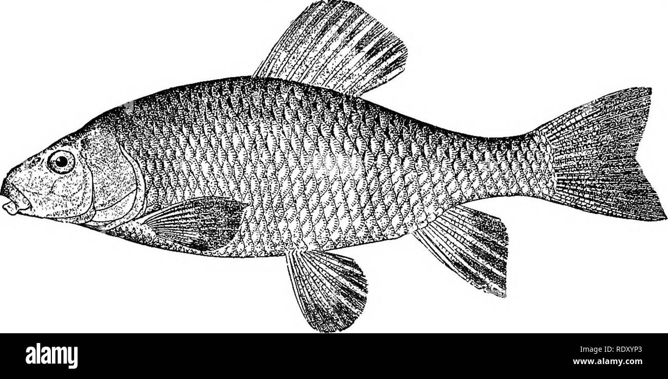 . Races de poissons rouges et autres poissons d'aquarium, de leurs soins et de propagation ; un guide pour les aquariums marins et d'eau douce, leur faune, flore et la gestion. Les aquariums ; poissons rouges. FIG. 48 de prescription, le Fondule barré Fundulus diaphanus SUCET BRILLANT OU LE MULET Ce poisson est connu sous le nom de, sucet Erimyzon sucetta. Fig. 49, et peut être reconnu par son dos vert clair, jaune citron, côtés et blanc. FIG. 49-Chub-sucker ou Mulet, Erimyzon sucetta abdomen. Il est assez généralement distribué dans l'eau courante dans la plupart des systèmes fluviaux de l'Est, Centrale et du sud des États-Unis. Il peut être maintenu avec d'autres Banque D'Images
