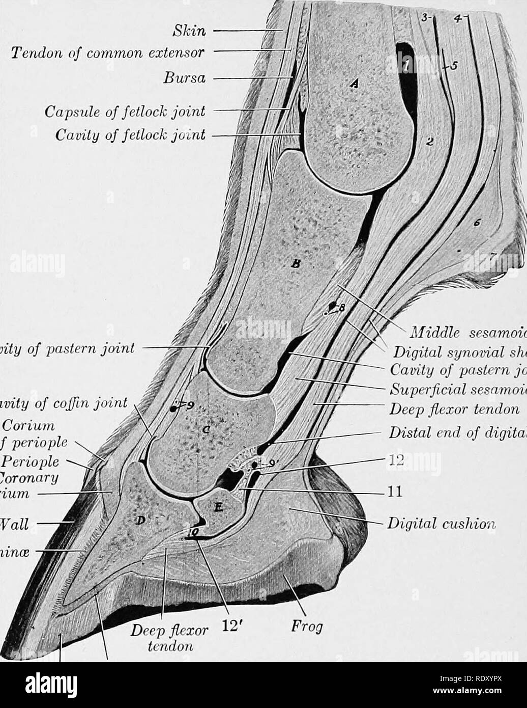 . Les principes de sélection et de jugement en direct stock . Le bétail. 102 Peau d'appréciation de chevaux de Tendun extenseur commun Bursa Capsule de boulet boulet de la cavité. De l'empreinte de la cavité carpe commune coffin , J ? Conuin ptrioph Penople coriuni de coronaire moyen sesamoidean Kg Lamince au mur. 'Gaine synoviale numérique de cavité superficielle carpe sesamoidean Kg. Tendon fléchisseur profond de l'extrémité distale de la gaine numérique 1211 coussin de Corium numérique unique seul Fig. 24.-une considération importante dans l'évaluation de chevaux. Section sagittale des chiffres et de la partie distale du métacarpe du cheval : UN, metac Banque D'Images