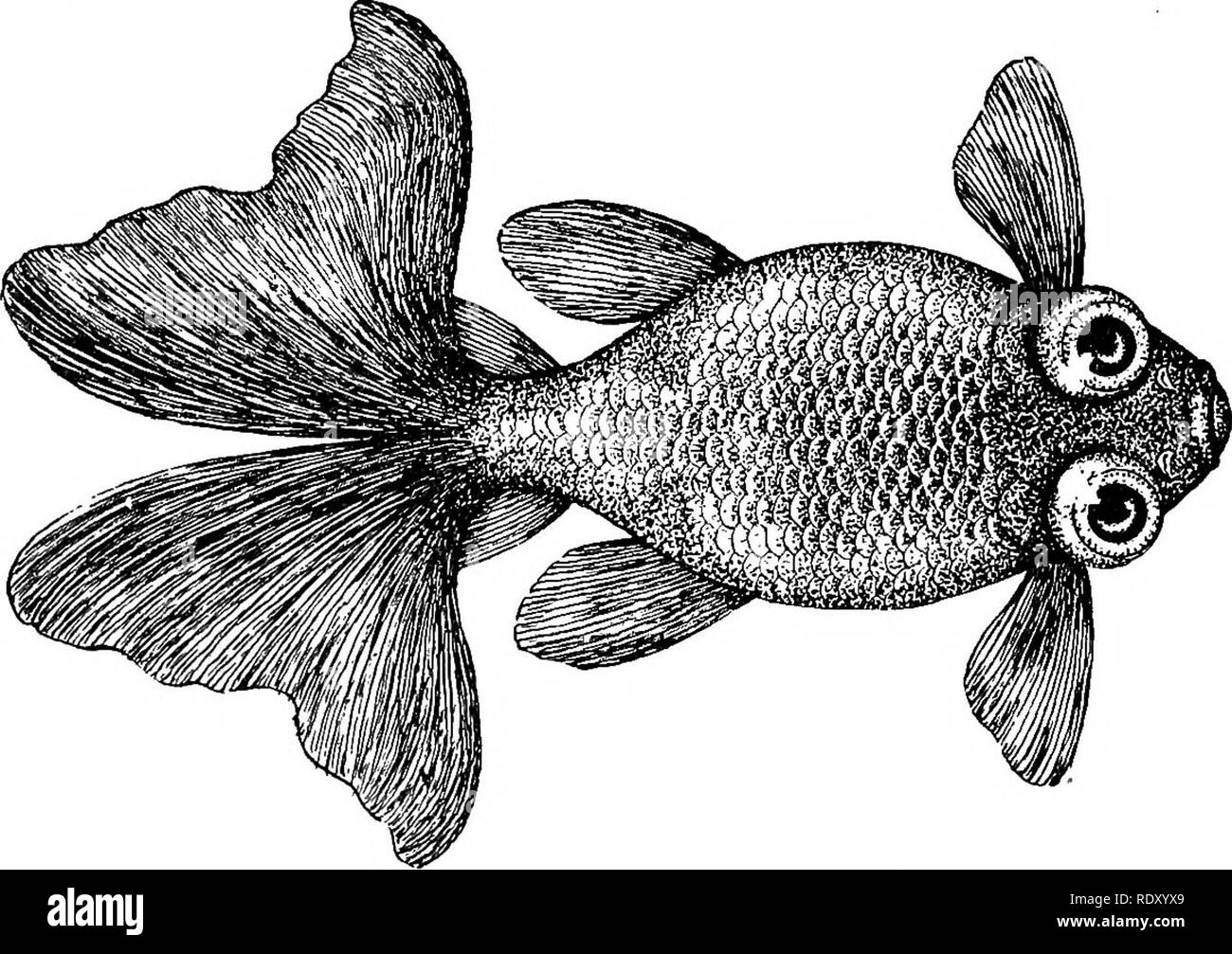 . Races de poissons rouges et autres poissons d'aquarium, de leurs soins et de propagation ; un guide pour les aquariums marins et d'eau douce, leur faune, flore et la gestion. Les aquariums ; poissons rouges. Les races de poissons rouges c'est un plus curieux, presque repoussante et poisson aquarium étrange détenu, plutôt plus remarquable pour l'Oddity de beauté. Voir Cuvier et Valenciennes description de ce poisson, le ^en-yu, et aussi celle de de Sauvigny. Le télescope BLEU CHINOIS GOLDFISH Carassius auratus, var, chinensis cyaneui Le poisson est décrit comme un télescope, sur l'abdomen argenté rincé avec rose-rose, un bleu azur riche sur th Banque D'Images