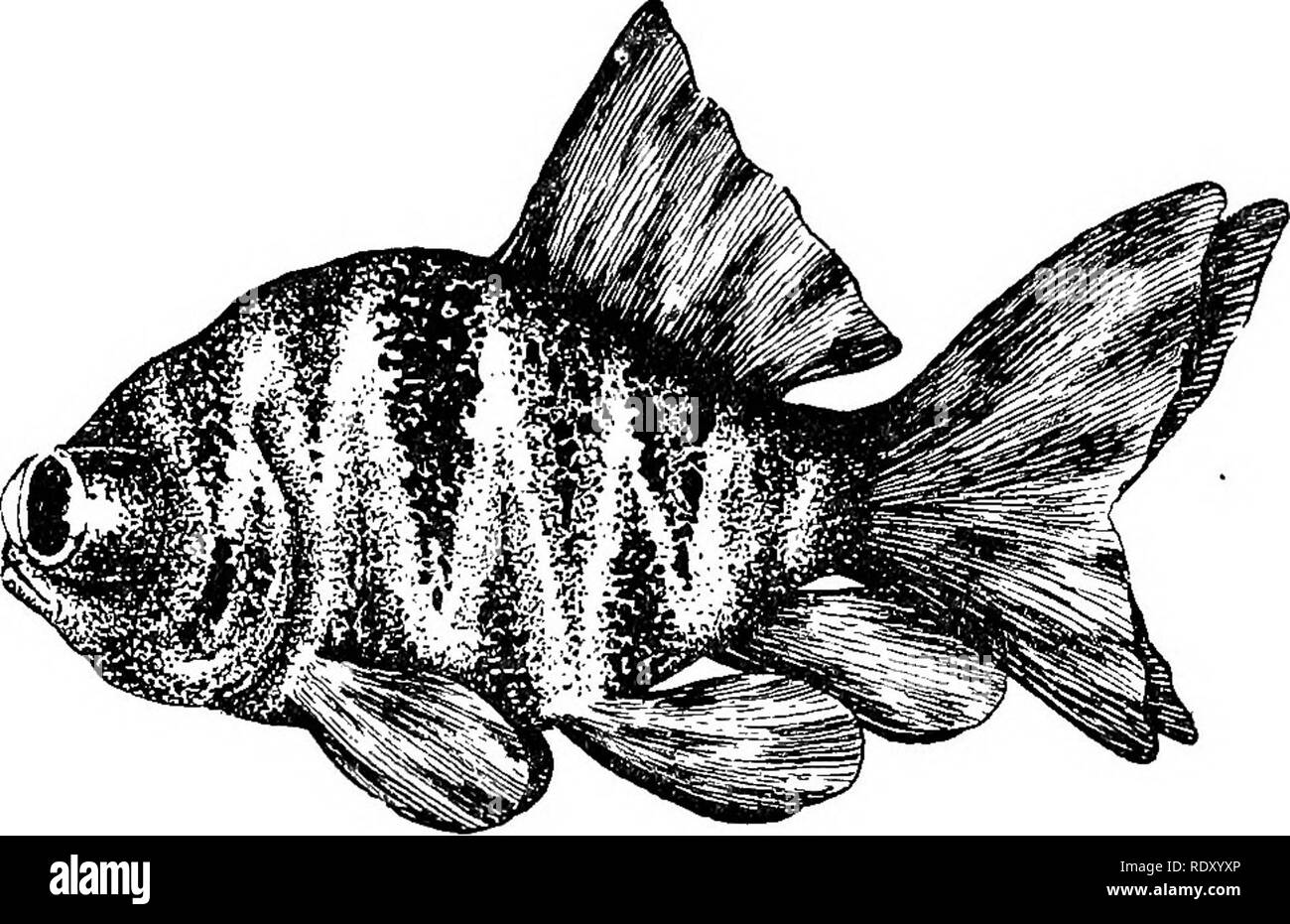 . Races de poissons rouges et autres poissons d'aquarium, de leurs soins et de propagation ; un guide pour les aquariums marins et d'eau douce, leur faune, flore et la gestion. Les aquariums ; poissons rouges. Les races de poissons rouges qui sont de couleur blanche sur le dessous du corps, entre les nageoires, sont plus susceptibles de conserver leur couleur noire que celles qui sont jaunes dans cette région. Aucun poisson n'est plus beau dans l'aquarium que l'amende Moor, comme le beauti- ful forme et non seulement la couleur contraste avec les autres poissons, mais ont tendance à apporter leurs couleurs brillantes plus importante en préavis. Les Chinois PIEBALD OU UNE Caraisius GOLDFISH TÉLESCOPE TIGRE Banque D'Images