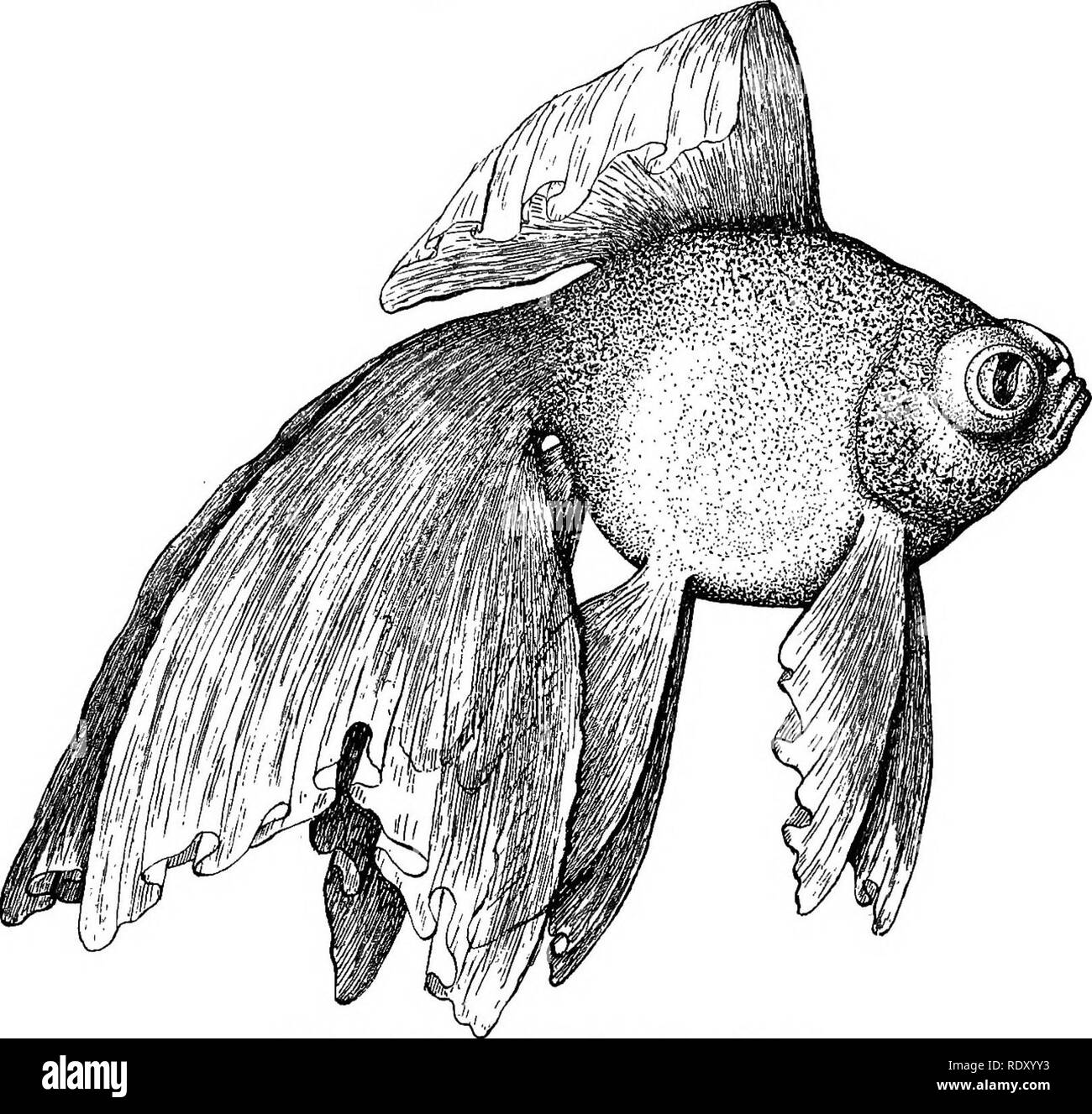 . Races de poissons rouges et autres poissons d'aquarium, de leurs soins et de propagation ; un guide pour les aquariums marins et d'eau douce, leur faune, flore et la gestion. Les aquariums ; poissons rouges. Le FRINGETAIL RACES POISSONS ROUGES CHINOIS TÉLESCOPE GOLDFISH Carassius auratus, var&gt ; chinensis. pendulibicaudalis Fig. 23 Cette variété a le corps, les yeux et le développement de la fin, mais en diffère en calicot ses inscriptions. Les échelles transparent sont invisibles et les couleurs sont la plus biscornue distribués dans des parcelles d'belle oxblood rouge, blanc et teintes bleuâtres sur la tête et le corps. La longue, délicate, filmy, lacelike palmes et bea Banque D'Images