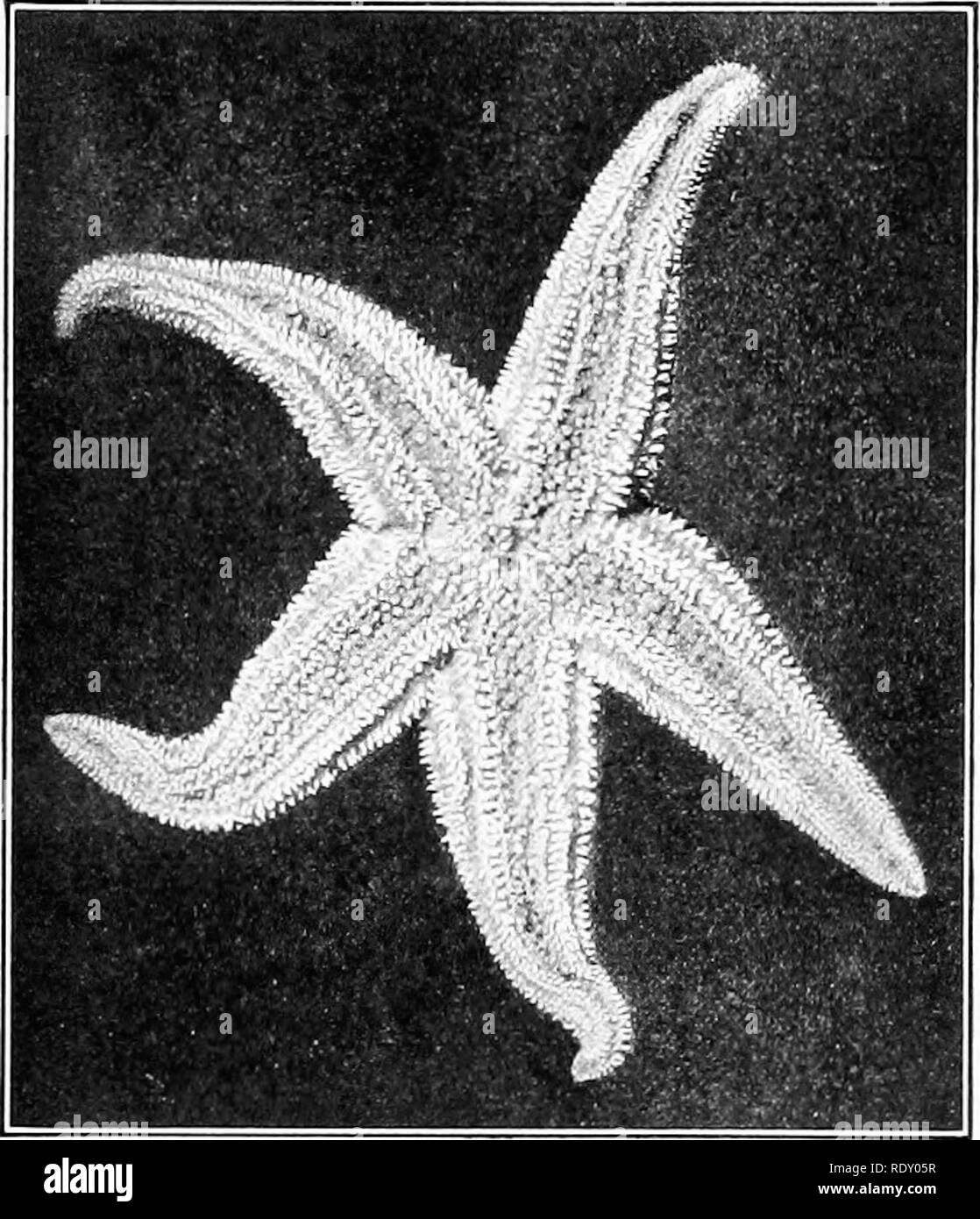 . Essentials de biologie a présenté des problèmes. La biologie. 272 les mollusques dans les arts, bien qu'ils forment une base de l'argent encore dans certaines parties du monde. Sepia vient de la seiche. /L'étoile. - Par aU moyen le plus important de l'Huître de l'ennemi ,'&amp;nd autre moUusks l'eau salée est l'étoile. L'étoile de mer commune, comme son nom l'indique, a la forme d'une étoile à cinq branches. Un squelette calcaire qui est constitué de milliers de petites assiettes donne forme au corps et les bras. Mouvement lent est effectuée au moyen de petits meuniers, appelés pseudopodes. La respiration se fait par la peau. La bouche est sur t Banque D'Images