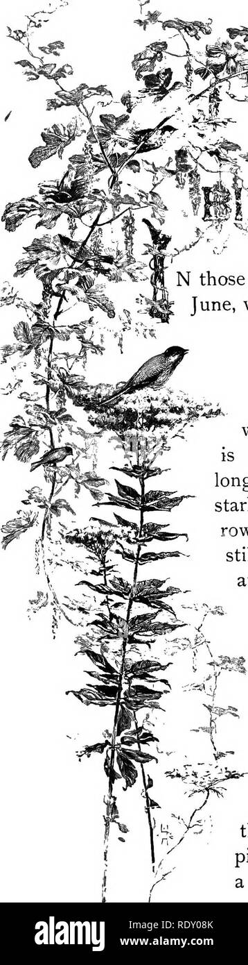 Balade A La Lumiere Des Etoiles Et Du Soleil L Histoire Naturelle H Yr N Ces Jours Parfaits De Debut Juin Quand Le Ciel Tente La Terre S Il Etre