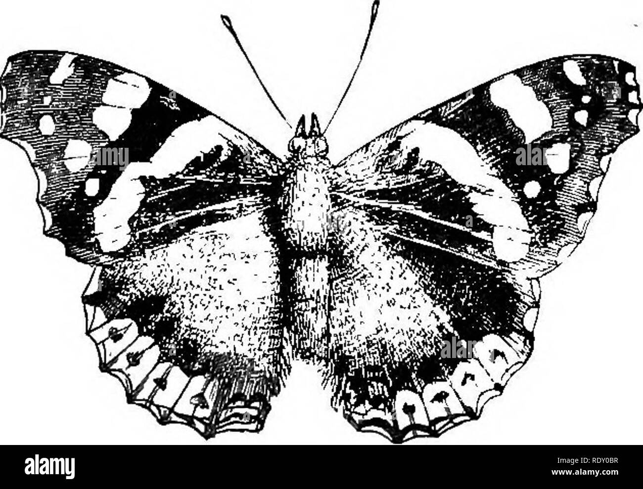 . Heures dans mon jardin, et d'autres croquis à la nature. Avec 138 illus. L'histoire naturelle. Un miroir de la vie. 71 se tenait sur cette banque et regardé et écouté avec attention, la magie de la beauté de la scène, l'argenture de lune la cime des arbres, et l'étang reflétant une image plus douce et plus poétique de tous les monde autour d'elle. Ah ! La lune est un peintre merveilleux ! Et avec certains effets, outrivals le soleil, comme Rembrandt, avec ses ombres profondes, plus puissante expression très souvent que Rubens avec tous ses hautes lighta. Et les variations de teintes et de tons sur l'eau par jour, donc sans cesse de changer, Banque D'Images
