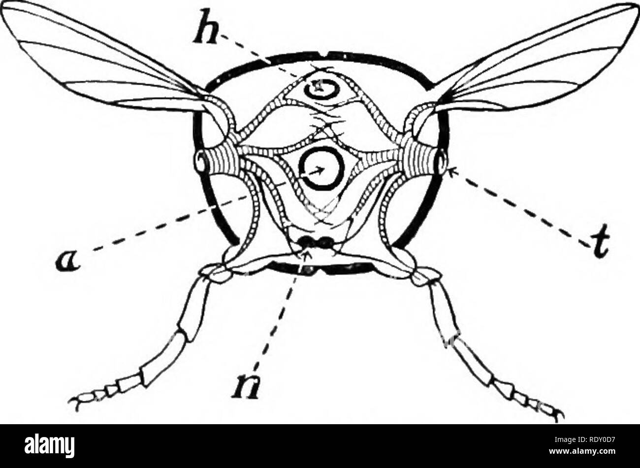 . Essentials de biologie a présenté des problèmes. La biologie. Les INSECTES : 2&gt ;, : . Les organes de la respiration. - Observation de l'abdomen d'un vivant montre une sauterelle de fréquents mouvements de l'al)tlonien. Alonj ; du côté de l'abdomen dans huit des segments (dans la red-legged grasshopper) sont trouvés tin&gt ;- ouvertures appelées stigmates. Un grand stigmate ma&gt ;- facilement être trouvé dans le segment du milieu du thorax. Ces ouïes ouvrir dans une baignoire litlle(&gt;s'appelle Imchcii. La trachée carr- à l'air de toutes les parties du corps. Par les mouvements de l'abdo- men on vient de le mentionner, l'air est aspiré dans et chassés de th Banque D'Images
