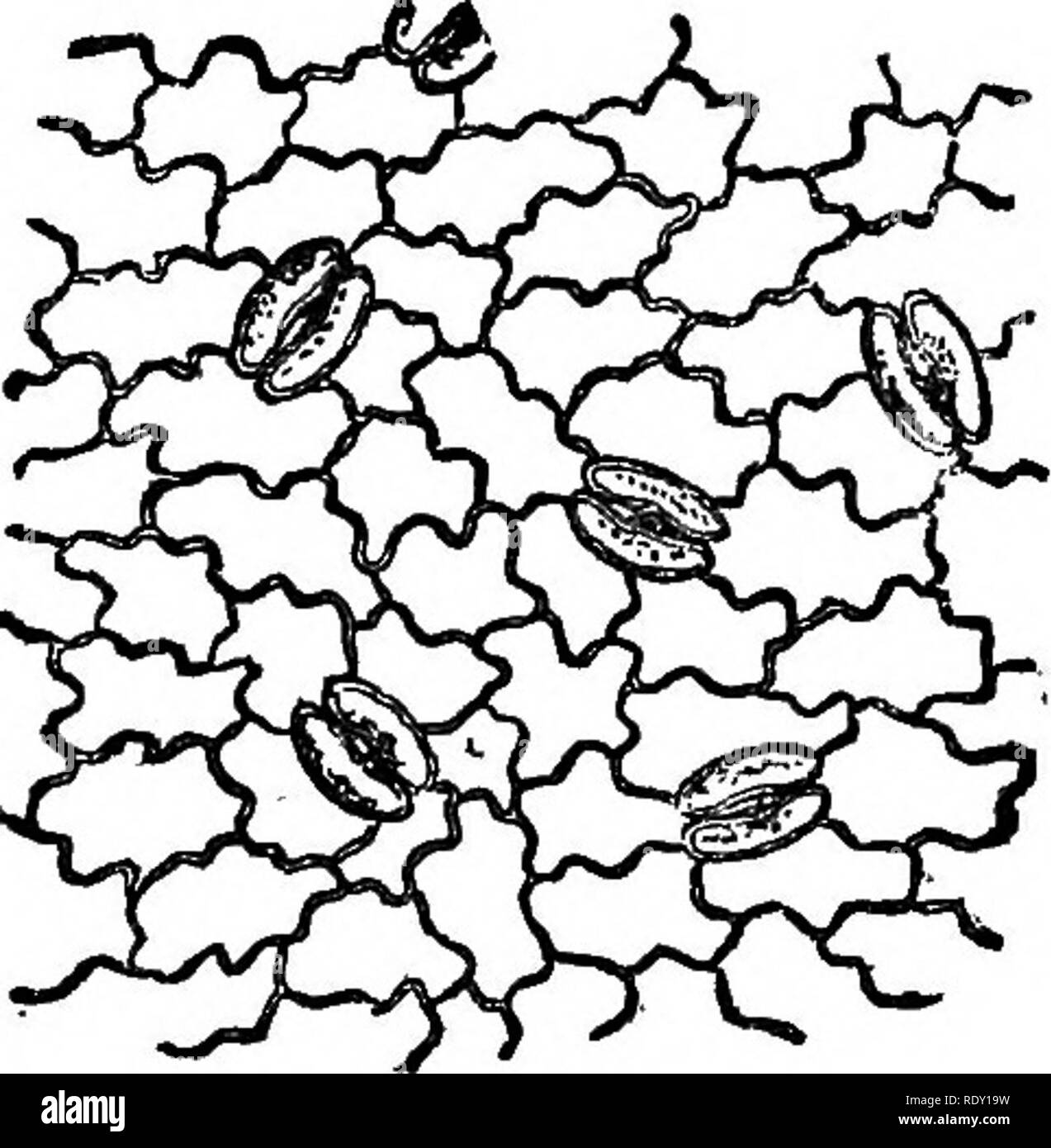 . La grande ferme du monde ; certains compte de nature's crops et comment ils sont cultivés. L'histoire naturelle. Les feuilles et leur travail 167 ce sont tous composés de carbone ; de sorte qu'au total, le livre de farine contient environ 7 onces de carbone. Certains de la paume, comme le baquois, utilisent de très grandes quantités de carbone dans la formation de l'amidon de leur moelle : un arbre, par exemple, souvent génératrice de l'ordinaire extra- montant de 800 livres de l'amidon. Tous les sucres, huiles, gommes, caoutchoucs, du monde, de légumes contiennent de grandes quantités de carbone, et donc aussi faire les fibres de coton, lin, chanvre et d'autres. Mais, comme Banque D'Images
