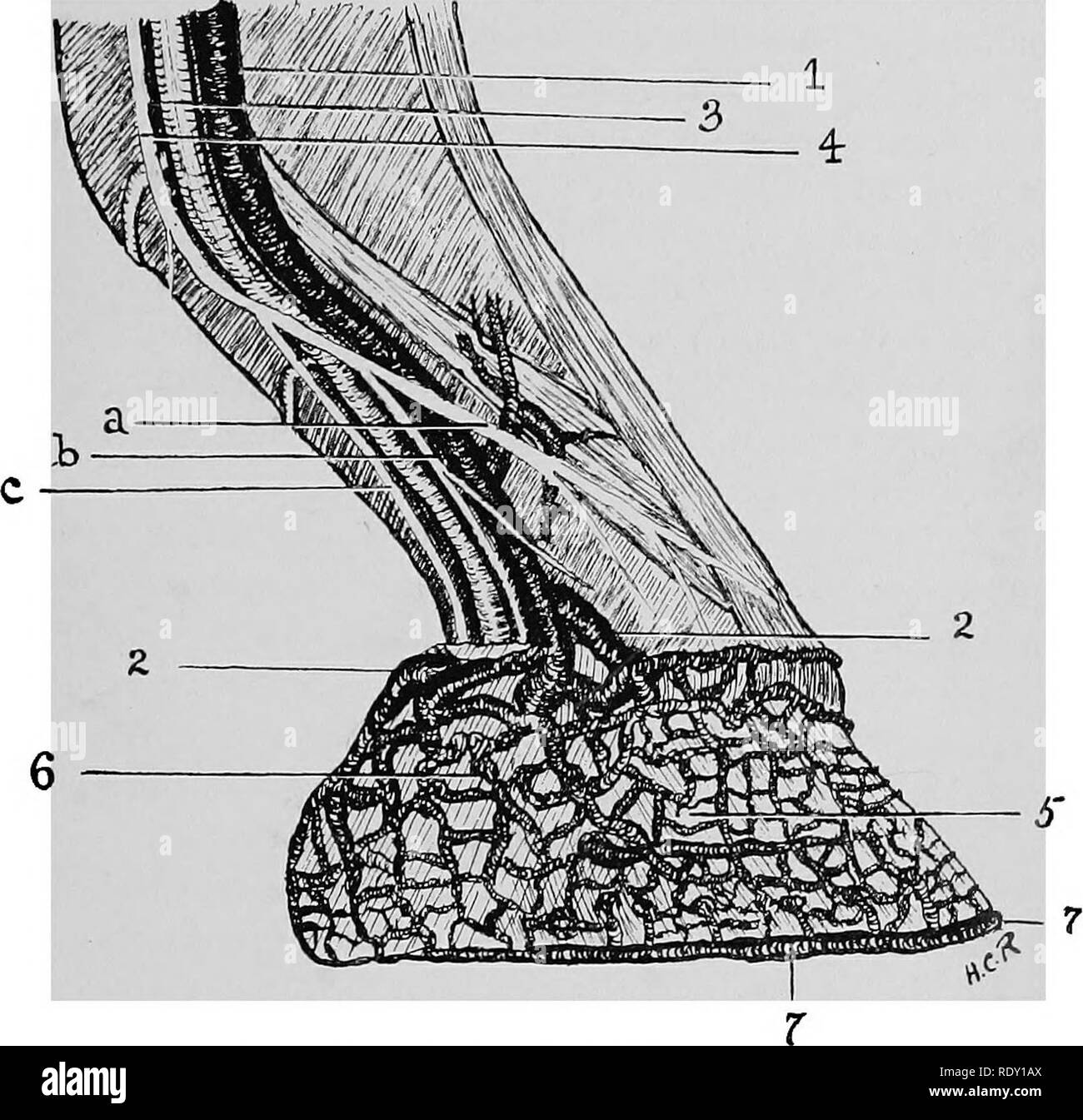 Comment est composée l'anatomie du pied du cheval externe ?