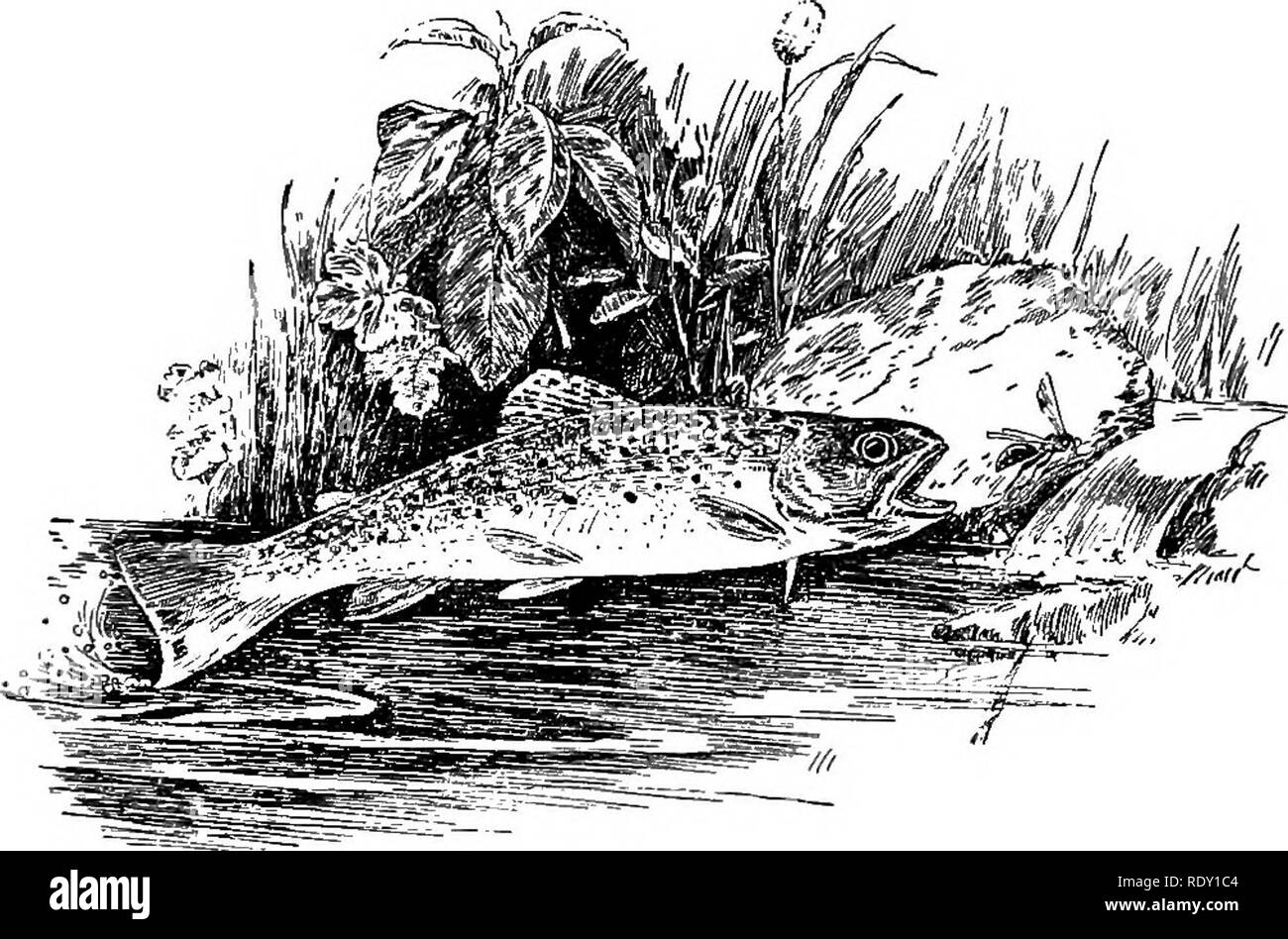 . Le Brook livre ; un premier contact avec le ruisseau et ses habitants à travers l'évolution de l'année. L'histoire naturelle. Sœur ELLEN'S FISH STORY 171 un dans mon propre chef, j'ai succomber à la faiblesse humaine et la raconter. Nous avions voyagé pendant plusieurs jours dans un "mountain wagon"-mon père, moi-même et de l'Oncle Sam. Nous avions traversé la Big Horn Mountains, avec tous leurs fallacieuses des kilomètres de collines en terrasses-pied ; nous avions vu avec respect et émerveillement les riches vallées. L'OMBLE DE FONTAINE surplombée par pics dénudés que jamais remettre leur casquette, n'importe qui vint par. Toutes ces gloires ont été laissés derrière nous, et nous avons été porter Banque D'Images