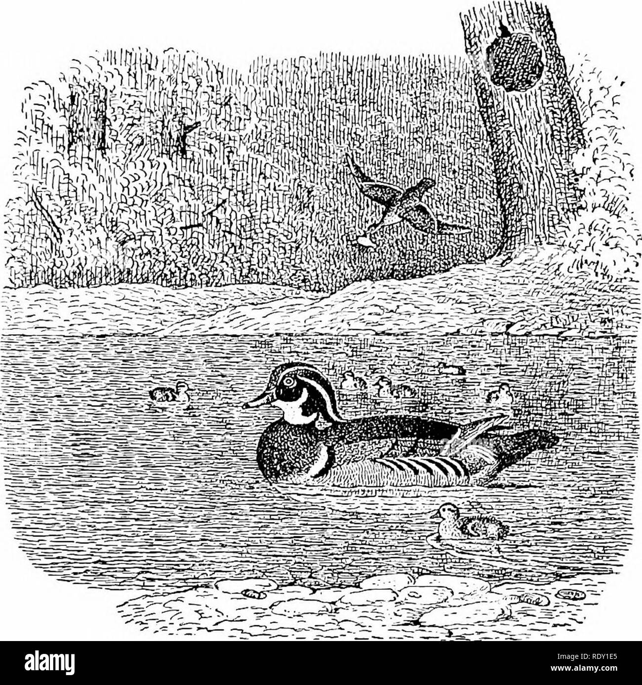 . L'intelligence dans les plantes et les animaux : être une nouvelle édition de l'auteur du "privés de l'âme et l'immortalité.". Intelligence animale ; le comportement animal ; Droseraceae ; psychologie ; comparatif, l'histoire naturelle. La vie iTiiil Inniiorlality 20fi.. Les canards d'ÉTÉ ET LES JEUNES. J'Vmale transportant les jeunes Ln son projet de loi de nid dans l'arbre creux pour répandre leurs pignons à plumes et oar-comme les pieds et se précipiter vers le bas, un exploit qui peut être effectué sans danger pour la vie ou un membre. Presque n'importe quel arbre, ou arbre-branch, contenant l'essentiel, creux et bien situés, est utilisé. Branches cassées Banque D'Images