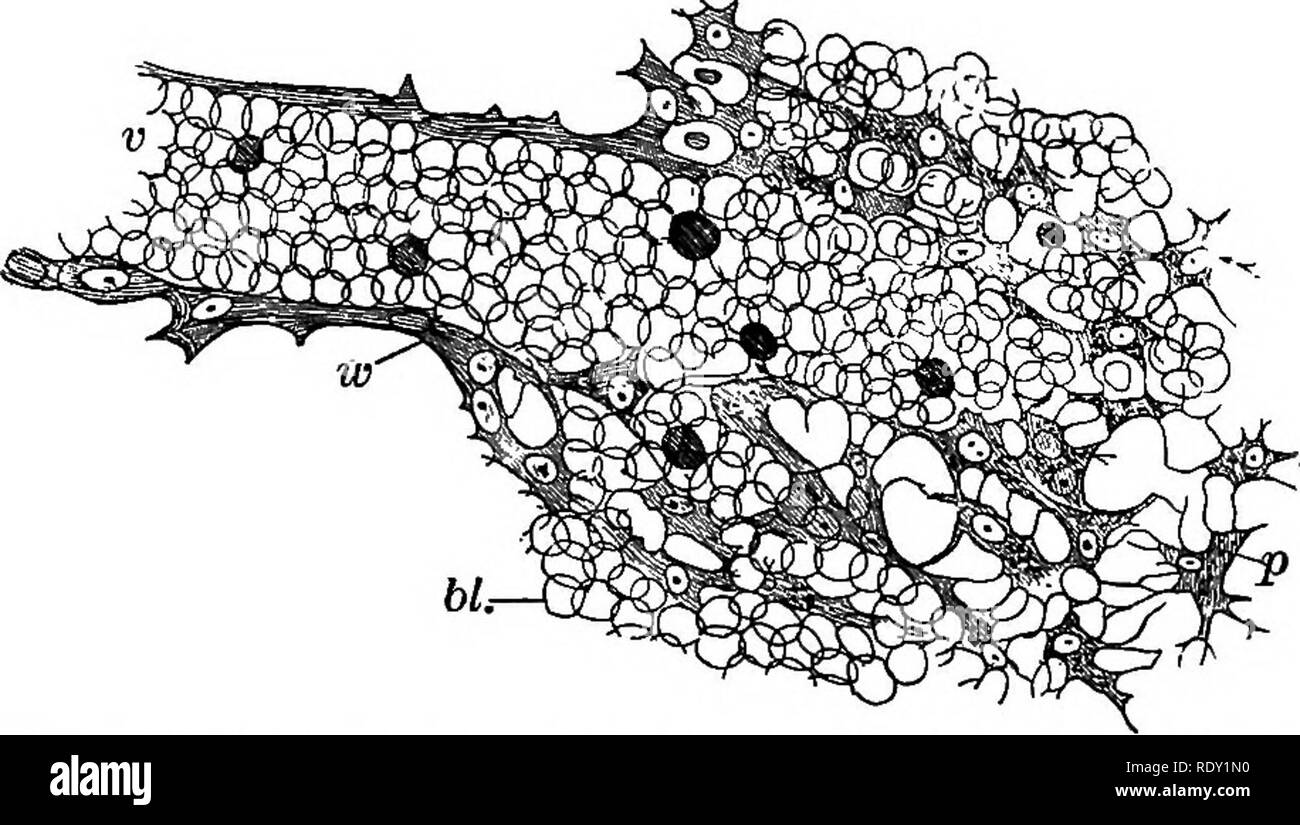 . Un texte-livre de physiologie comparée pour les étudiants et les praticiens de médecine vétérinaire (comparatif). La Physiologie, comparatif. Pio. 321.-section verticale d'une petite partie superficielle de la rate, vu avec basse puissance (Schafer). Un^ et fibreuse péritonéale ; b, trabeculffi ; c, c, mal- pighian globules, dans l'une d'elles une artère est vu coupés transversalement, dans l'autre, longitudinalement ; rf, injecté des brindilles artériel ; e, rate-pâte. Comme, lactique, butyrique, acide formique et acétique, avec inosit, xanthin, hypoxanthin leucin, et d'acide urique-points à son être. Le FRP. 328.-Fin sec Banque D'Images