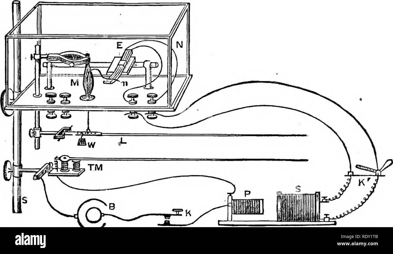 . La physiologie de l'animaux domestiques ; un texte-livre pour les étudiants vétérinaires et médicaux et les praticiens. La physiologie, l'étude comparative ; les animaux domestiques. Fig. 275.Nerve-Muscle- âThe Préparation. {Stirling.) F, tiers inférieur du fémur ; S, nerf sciatique ; je, le tendon du muscle gastrocnémien. le gastrocnémien de la grenouille. Divers organes ont été conçues pour représenter graphiquement les résultats de la contraction musculaire. La méthode la plus simple est d'appuyer le genou de la jambe d'une grenouille dans un collier, reliant le tendon du muscle gastrocnémien par. Pro. 276.âArrangement d'appareils dans Conductin Banque D'Images