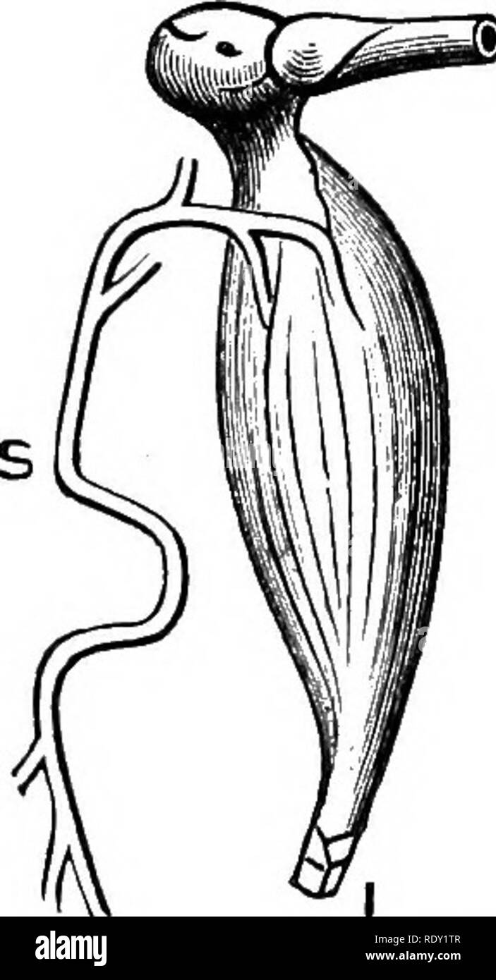 . La physiologie de l'animaux domestiques ; un texte-livre pour les étudiants vétérinaires et médicaux et les praticiens. La physiologie, l'étude comparative ; les animaux domestiques. Physiologie du Mouvement. 711 Lorsqu'un seul choc induction est autorisé à passer par le nerf moteur d'un muscle, le muscle donne dès lors une seule contraction. Les phénomènes d'une telle contraction musculaire peut être mieux étudié sur si. Fig. 275.-l'Nerve-Muscle la préparation. {Stirling.) F, tiers inférieur du fémur ; S, nerf sciatique ; je, le tendon du muscle gastrocnémien. le gastrocnémien de la grenouille. Divers organes ont été mis au point fo Banque D'Images