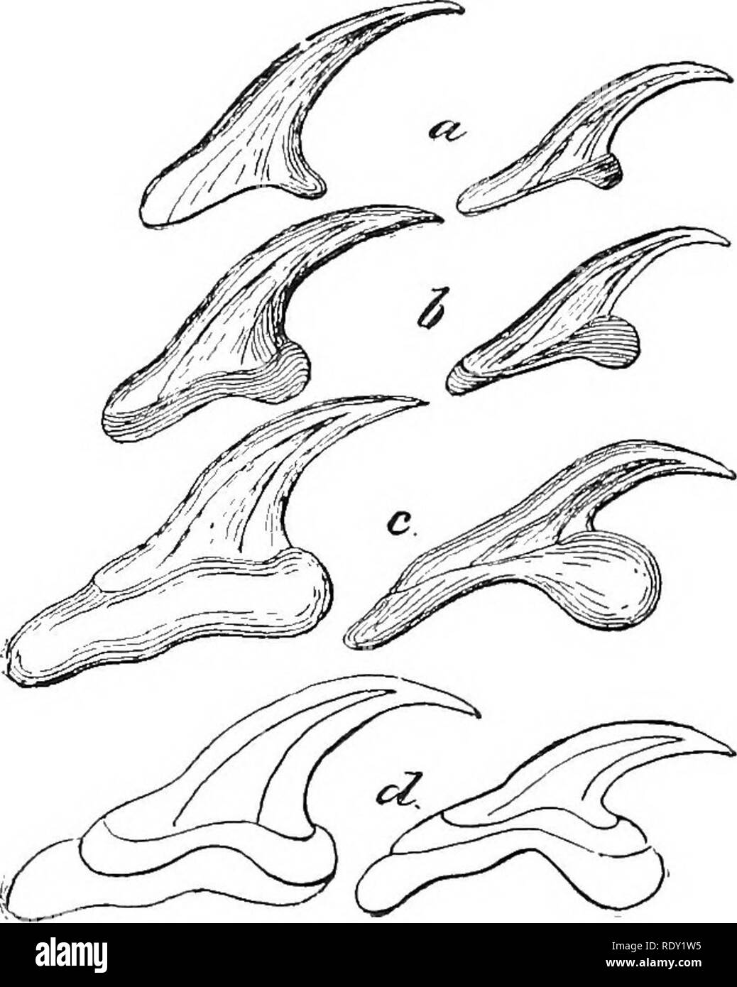 . Les maladies du bétail, moutons, chèvres et porcs. La médecine vétérinaire. Fig. 123.-partie de l'intestin d'un chien infesté par le ténia hydatique adultes [T(F)ua echinococciix, grandeur nature. (Après avoir Ostertag, 189.5.). Fig. 125.-Crochets de bande hydatique adultes- ver, a, à partir d'un 6 ; hydatique, trois semaines après l'alimentation d'un chien ; c, à partir d'un adulte ; d, chiffres combinés de a-c, montrant l'évolution progressive de la forme. X 600. (Après Leuckart, 1880.) Fig. 124.-hydatique adultes tenia (Tcenia echinocoecus) élargie. (Après Leuckart, I8a0.), l'embryon qui est ainsi libérées, les alésages son chemin à travers la paroi intestinale Banque D'Images
