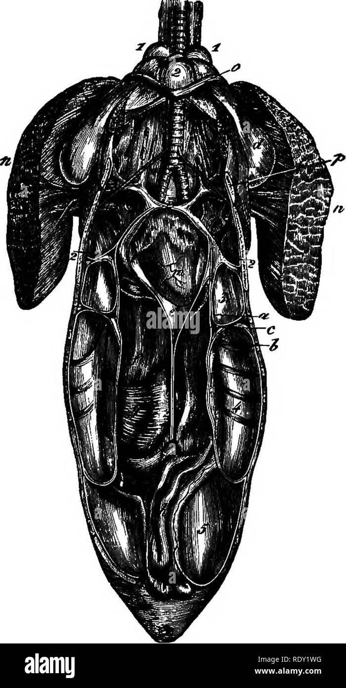 . Un texte-livre de physiologie comparée pour les étudiants et les praticiens de médecine vétérinaire (comparatif). La Physiologie, comparatif. Le système respiratoire. 377 Enfin, il décide lui-même dans les tissus-respiration-l'appropriation de l'oxygène et l'élimination du dioxyde de carbone. Depuis l'homme- ner dans lequel l'oxy- gen est intro dans les poumons et gaz fétide expulsés d'eux dans certains reptiles et amphib ians est largement différent de la méthode de respira- tion dans le mam- mal, nous demandons à l'attention de ce processus dans un animal facilement regardé-^la com- mun grenouille. Cette entente multiplie créature, par appuyer sur le flo Banque D'Images