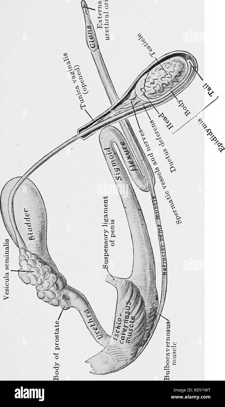 . Principes de la science vétérinaire ; un texte-livre pour une utilisation dans les écoles agricoles. La médecine vétérinaire. Le système urogénital 145 connu sous le nom de l'épididyme. Ils sont élaborés dans l'sublumbar région, et descendre avant ou peu après la naissance par le canal inguinal dans le scrotum. Dans la majorité des poulains -'£&gt ;. a a a qu'ils ne peuvent se faire sentir jusqu'à ce que l'animal est de plusieurs semaines. Si l'une ou les deux testicules ne parviennent pas à passer dans le scrotum l'animal est dit être un animal cryptorchide ou cryptorchide. Une membrane séreuse, le 10 numérisés par Microsoft®. Veuillez noter que ces images sont extraites de sca Banque D'Images
