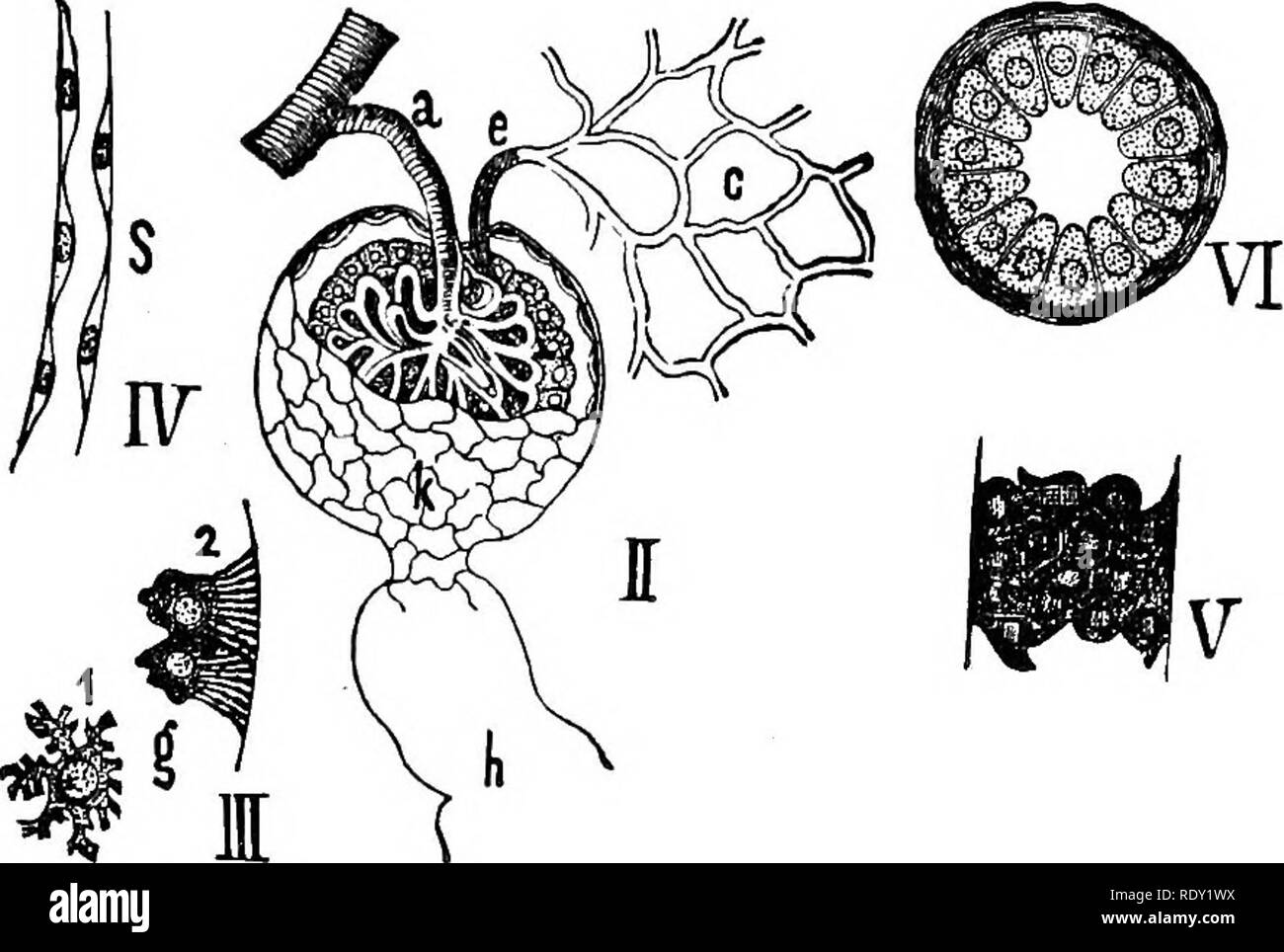 . La physiologie de l'animaux domestiques ; un texte-livre pour les étudiants vétérinaires et médicaux et les praticiens. La physiologie, l'étude comparative ; les animaux domestiques. La sécrétion rénale. 645 la sécrétion rénale est diminuée, il peut presque toujours être conclu que le processus de filtration a été brimé -avec d'une façon ou d'une autre ; et, à l'inverse et par conséquent, la soi-disant les diurétiques sont, en règle générale, les substances qui augmentent directement la pression artérielle et ainsi faciliter la transsudation. Ainsi, tout ce qui réduit la pression sanguine dans les reins va réduire la sécrétion. La Section de la moelle épinière agit Banque D'Images