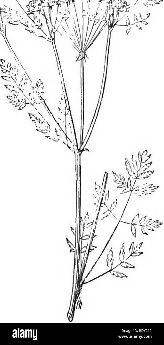 . Les maladies du bétail, moutons, chèvres et porcs. La médecine vétérinaire. W SUIS UN^^^ M 4U' t'* AWT ^ ? !'' ''L-.. Fig. 102.-ciguë {Coniiim ulaiiun- mac), montrant la partie supérieure de la plante avec des fleurs et des graines, un tiers de la taille naturelle. United States. Il est l'un des plus connus que les plantes toxiques. Stock sont souvent tués en mangeant les racines charnues ou foin avec lequel les végétaux sont mitigés. * Cicuta Yagans. - Les bovins sont souvent tués dans l'Oregon et le AVashington en mangeant le grand porte-greffes charnues qui ont été. Veuillez noter que ces images sont extraites de la page scannée images susceptibles de ha Banque D'Images