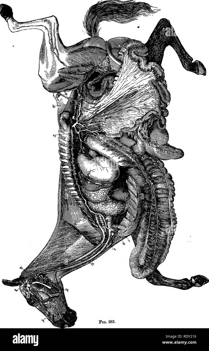 . Un texte-livre de physiologie comparée pour les étudiants et les praticiens de médecine vétérinaire (comparatif). La Physiologie, comparatif. Fig. 283.. Veuillez noter que ces images sont extraites de la page numérisée des images qui peuvent avoir été retouchées numériquement pour plus de lisibilité - coloration et l'aspect de ces illustrations ne peut pas parfaitement ressembler à l'œuvre originale.. Mills, Wesley, 1847-1915. New York, Appleton Banque D'Images