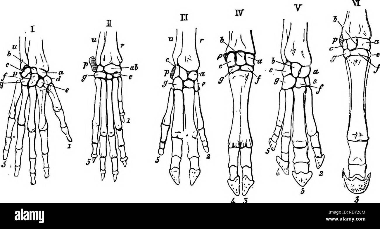 . Un texte-livre de physiologie comparée pour les étudiants et les praticiens de médecine vétérinaire (comparatif). La Physiologie, comparatif. 48 La physiologie comparée. à partir de ses recherches. Il était convaincu qu'ils avaient tous été tirés de quelques représentants des sauvages, en conformité avec les principes de la sélection naturelle. Les éleveurs ont les deux conscioiisly et inconsciemment, formé à partir de races d'animaux qui les stocks de nouveaux groupes ont désormais supplanté ; tandis que l'homme primitif avait apprivoisé diverses espèces qu'il a conservé pour l'alimentation et d'aider à la chase, ou comme bêtes de somme. Il est impossible de croire tha Banque D'Images