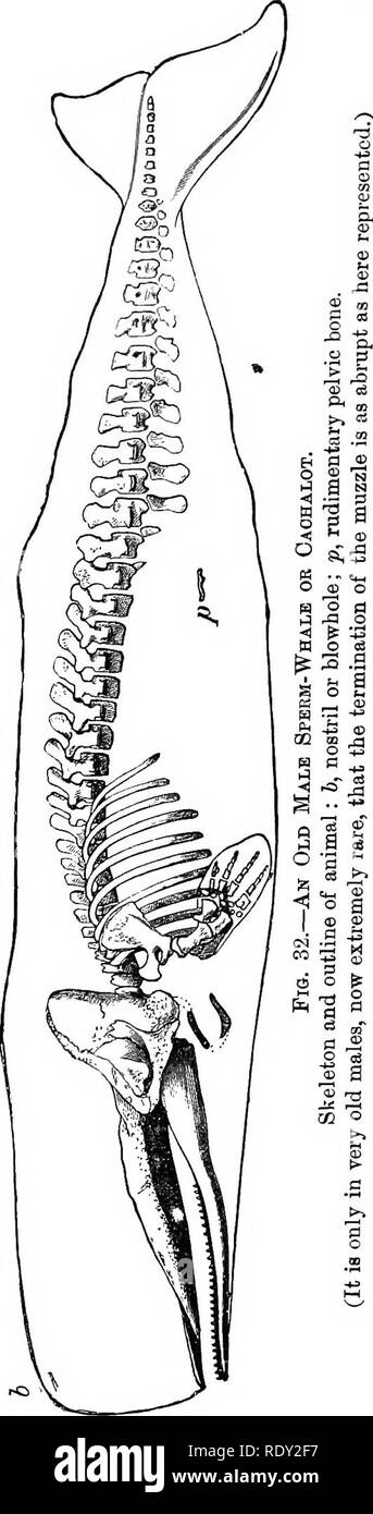 . Un guide général pour le British Museum (Natural History) ... Avec les plans et une vue sur le bâtiment. British Museum (Natural History). 60 Chambre des baleines.. Macdonald, E.E., par qui il a été présenté au Musée. Sur un côté de ce squelette a été mis en place le modèle de la forme externe de l'animal. Le Sperm-Whale est le prin- cipal source d'approvisionnement en pétrole et le sperme - spermaceti de commerce. La première est obtenue par l'ébullition de l'ob de gras ou de graisse située sous la peau ov6r tout le corps ; le second, à l'état liquide à la température ordinaire de l'animal vivant, figure dans cel Banque D'Images