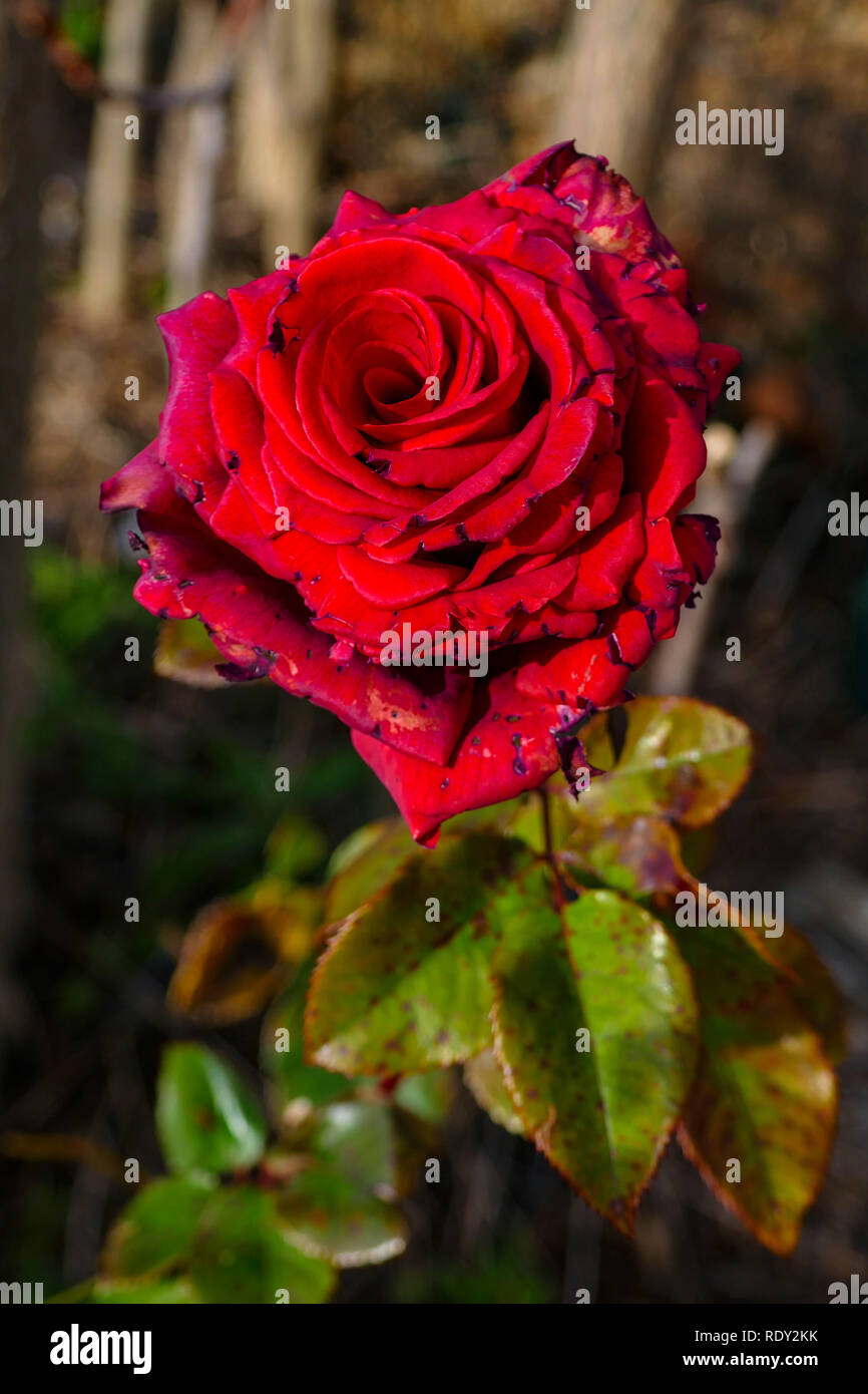 Rose rouge passé de son mieux, à la vieille et défraîchie Banque D'Images