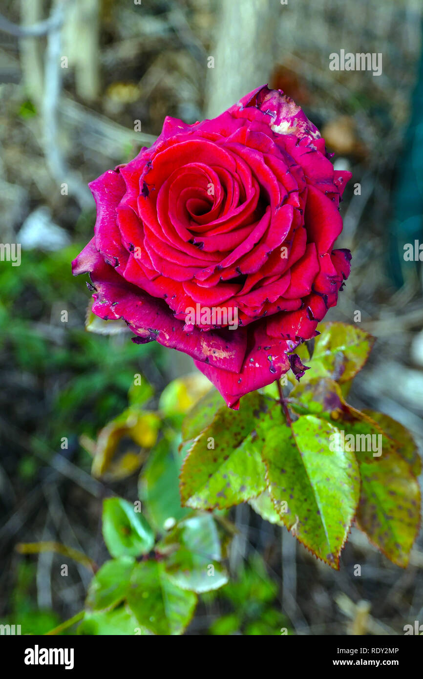 Rose rouge passé de son mieux, à la vieille et défraîchie Banque D'Images