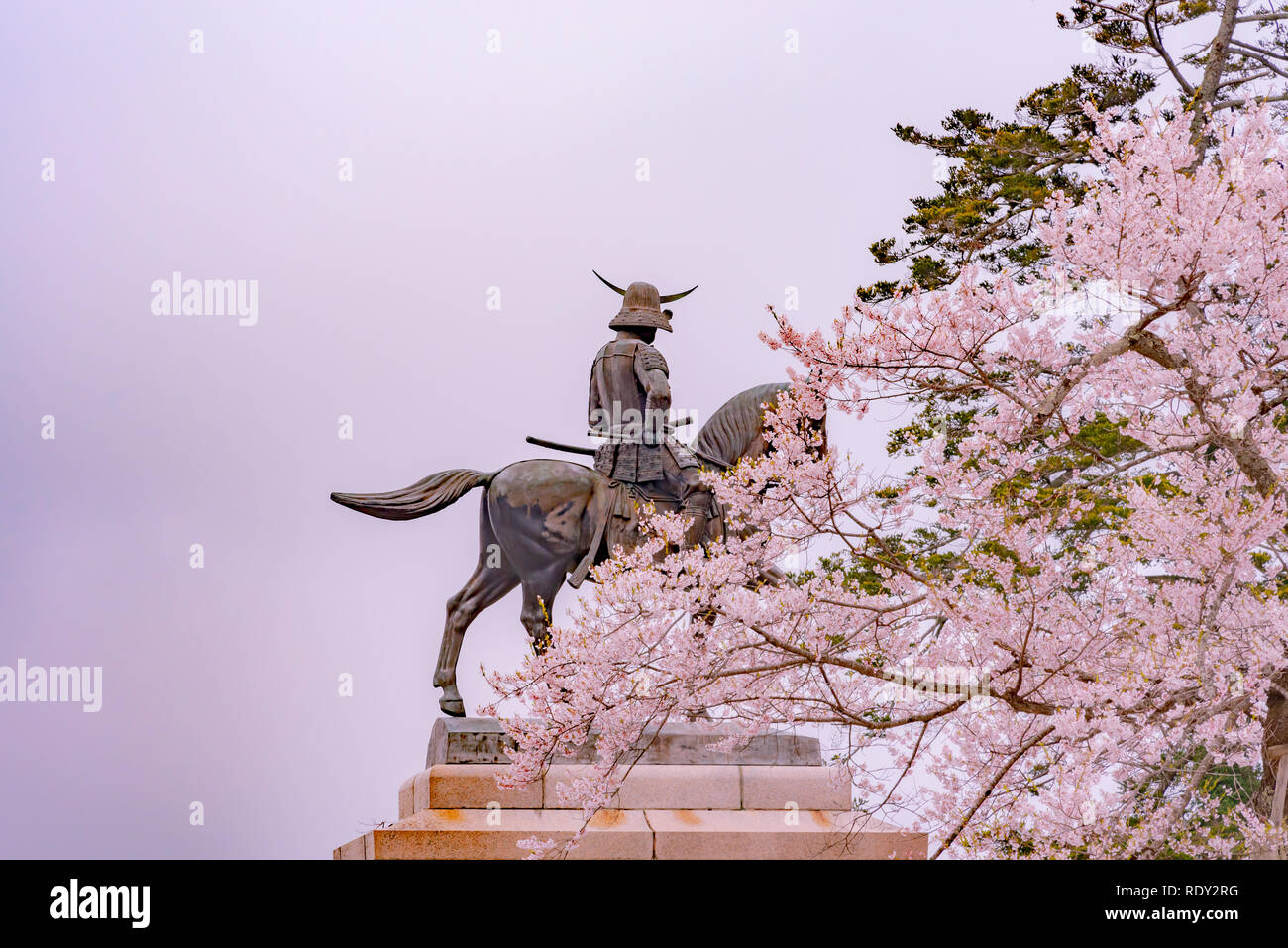 Une statue de date Masamune sur l'entrée du château de Sendai en fleurs fleur de cerisier, Parc Aobayama, Sendai, Miyagi, Japon Banque D'Images